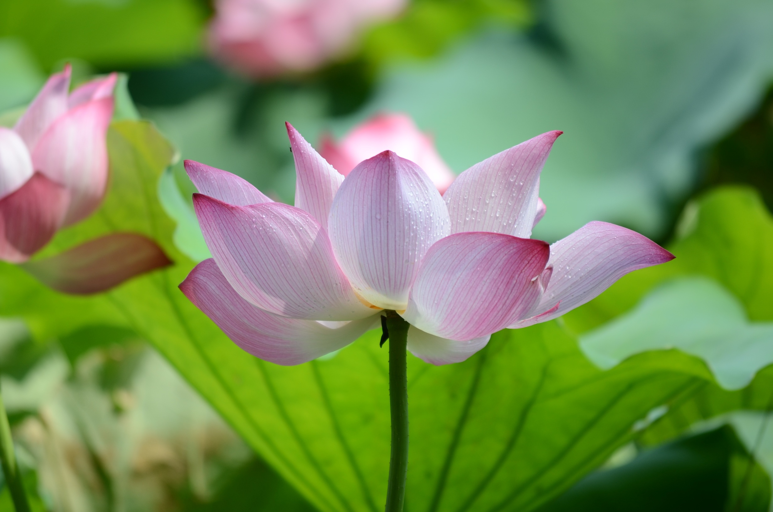 focus on foreground, pink color, fragility, lotus water lily, growth, focus, close-up, in full bloom, purple, shallow, 1080P, lily, freshness, lotus, springtime, HD Wallpaper