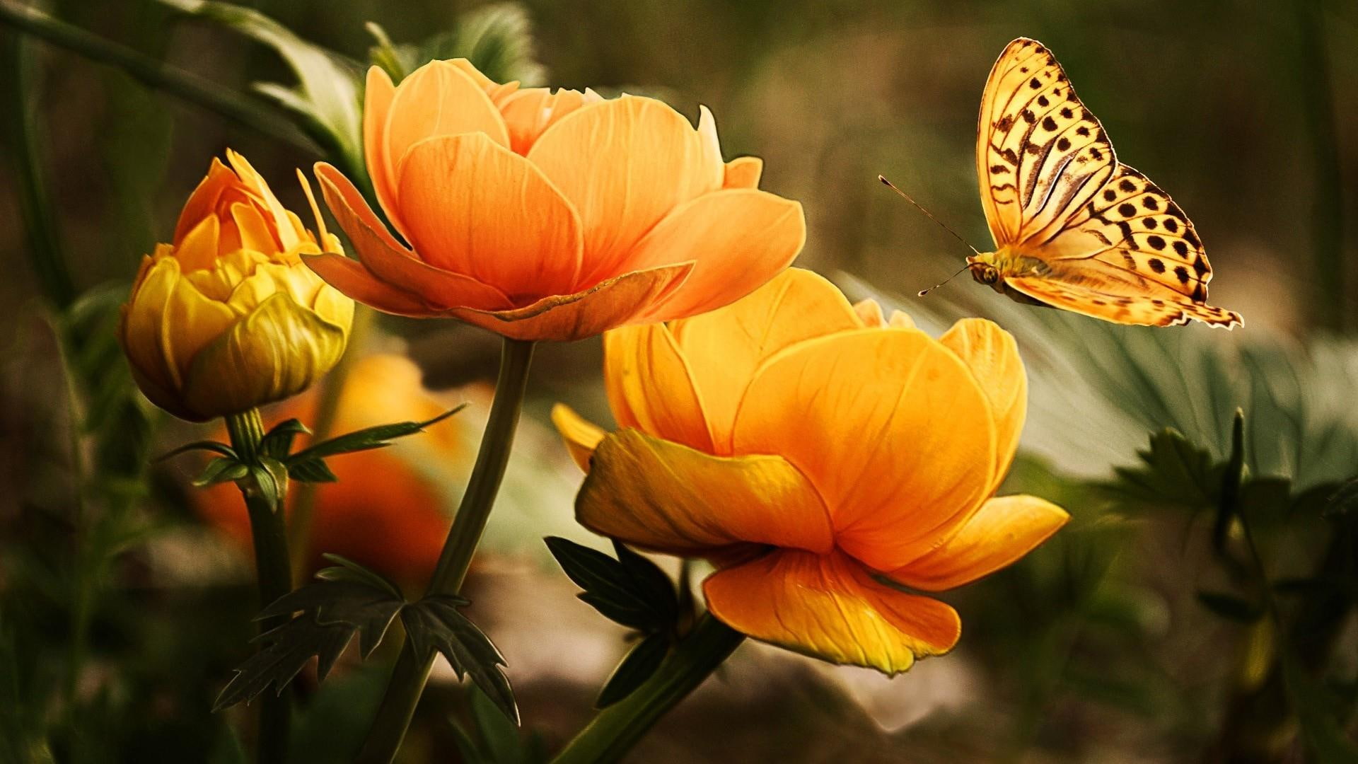 butterfly, 1080P, orange flower, garden, flowers, HD Wallpaper