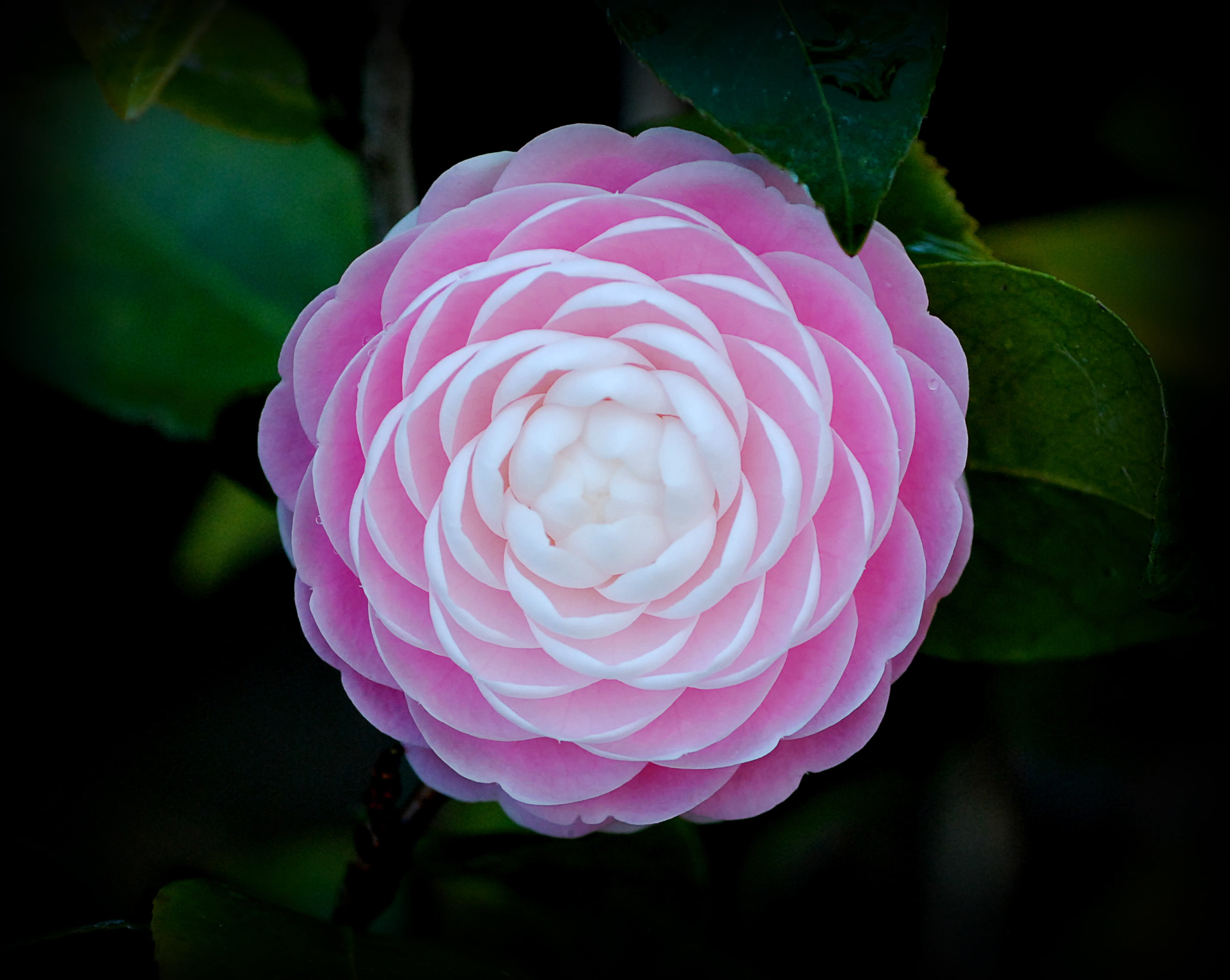Perfection, nature, camellia, flower, photo, Japanese Camellia, close-up, bloom, plant, in bloom, Botanical, 2K, japanese, Pink, close, HD Wallpaper