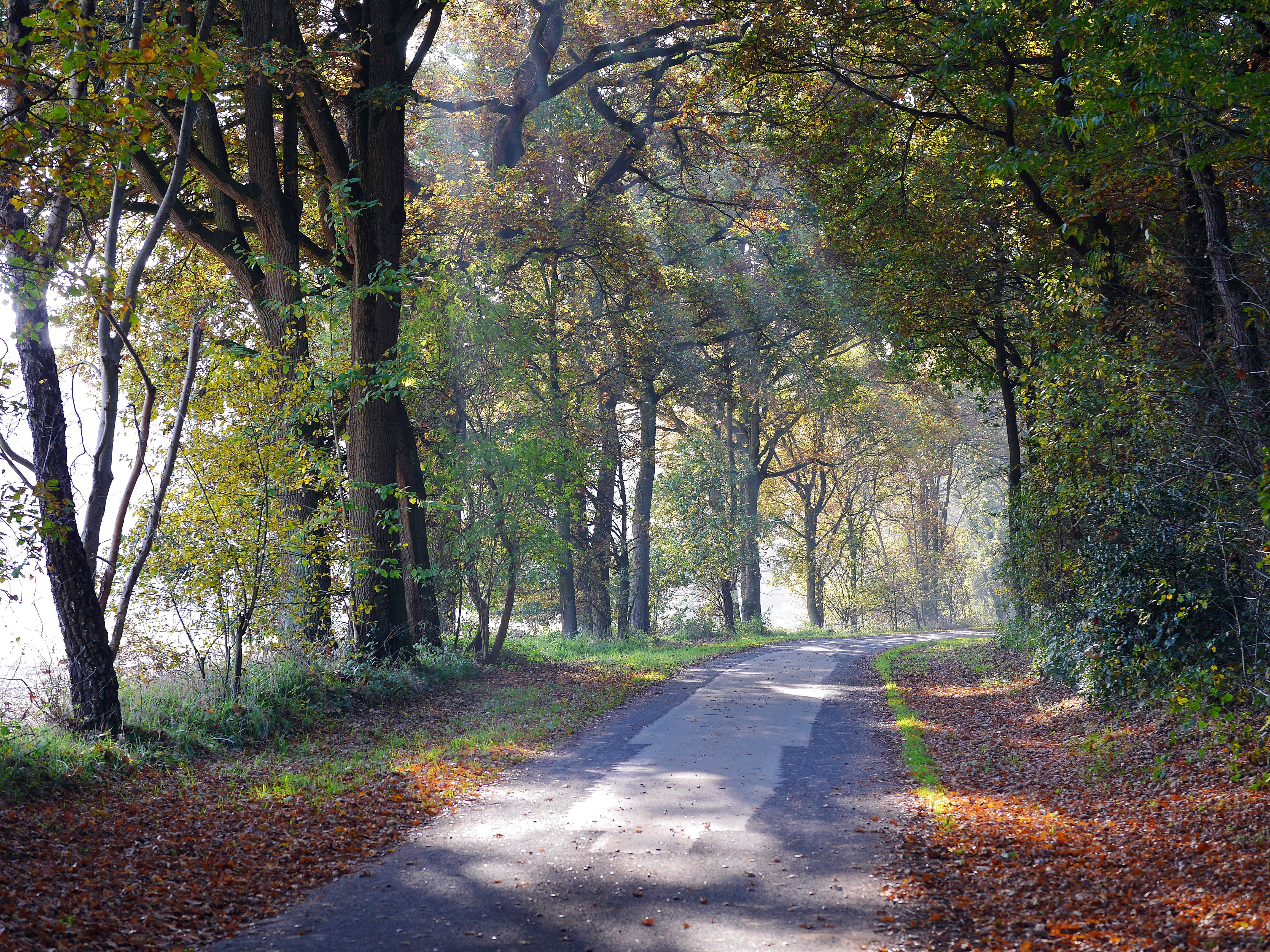 concrete, mood, growth, landscape, woodland, in between, incidence of light, tranquil Scene, forest path, shadow, idyll, 4K, fog, oak, plant, leaf, park - Man Made Space, HD Wallpaper