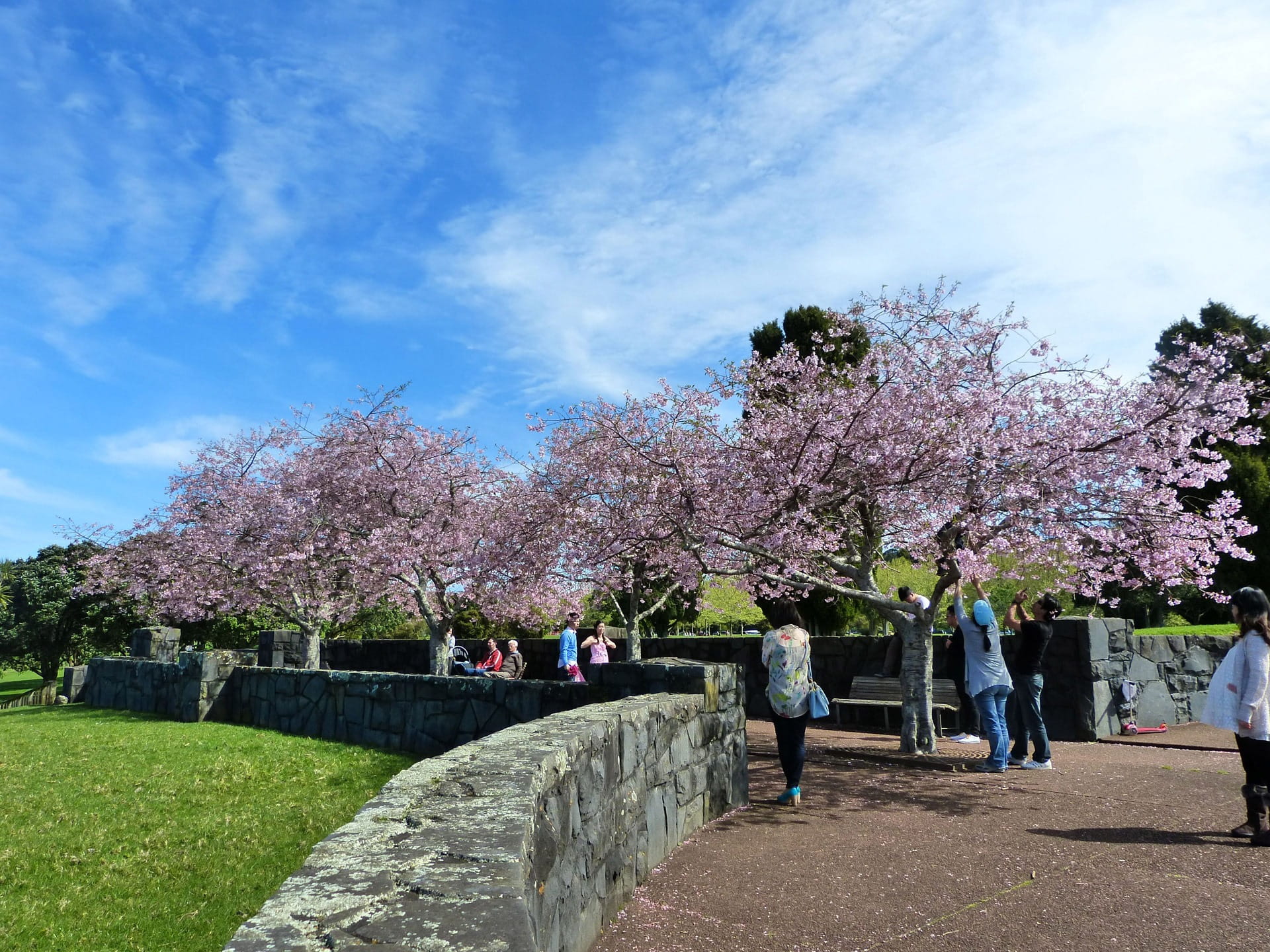 adult, blooms, fragility, cloud - sky, botanical, springtime, white, Japanese, trees, cherry, flower, park, blossom, freshness, sky, parks, park - Man Made Space, HD Wallpaper