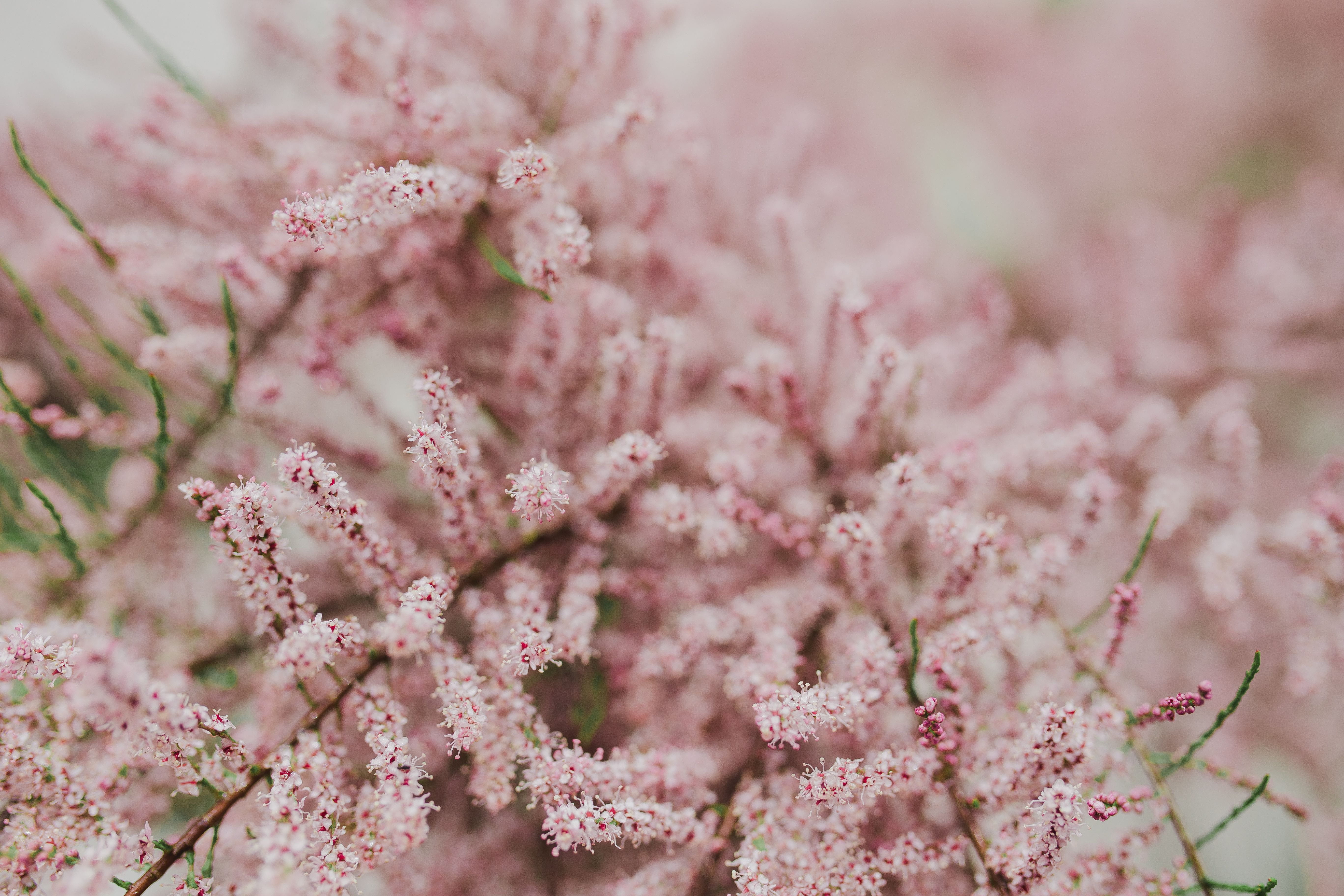 inflorescence, flowering plant, springtime, flower Head, fragility, flower arrangement, plant, vulnerability, food and drink, flowers, early Spring, no people, HD Wallpaper