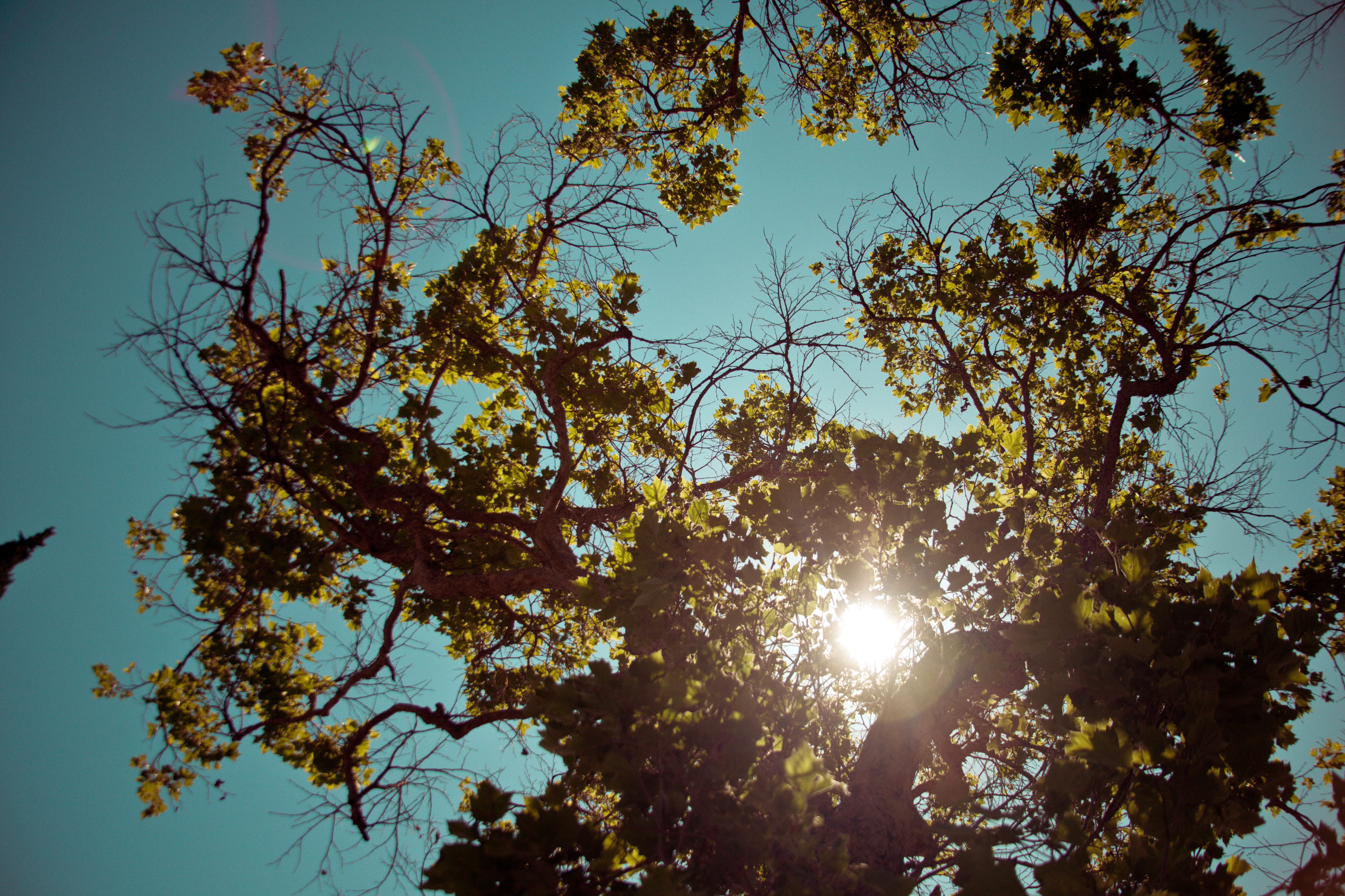 angle, sun, light - Natural Phenomenon, summer, leaf, nature, flare, season, growth, branch, 5K, blue sky, forest, backgrounds, daytime, low angle, outdoors, HD Wallpaper