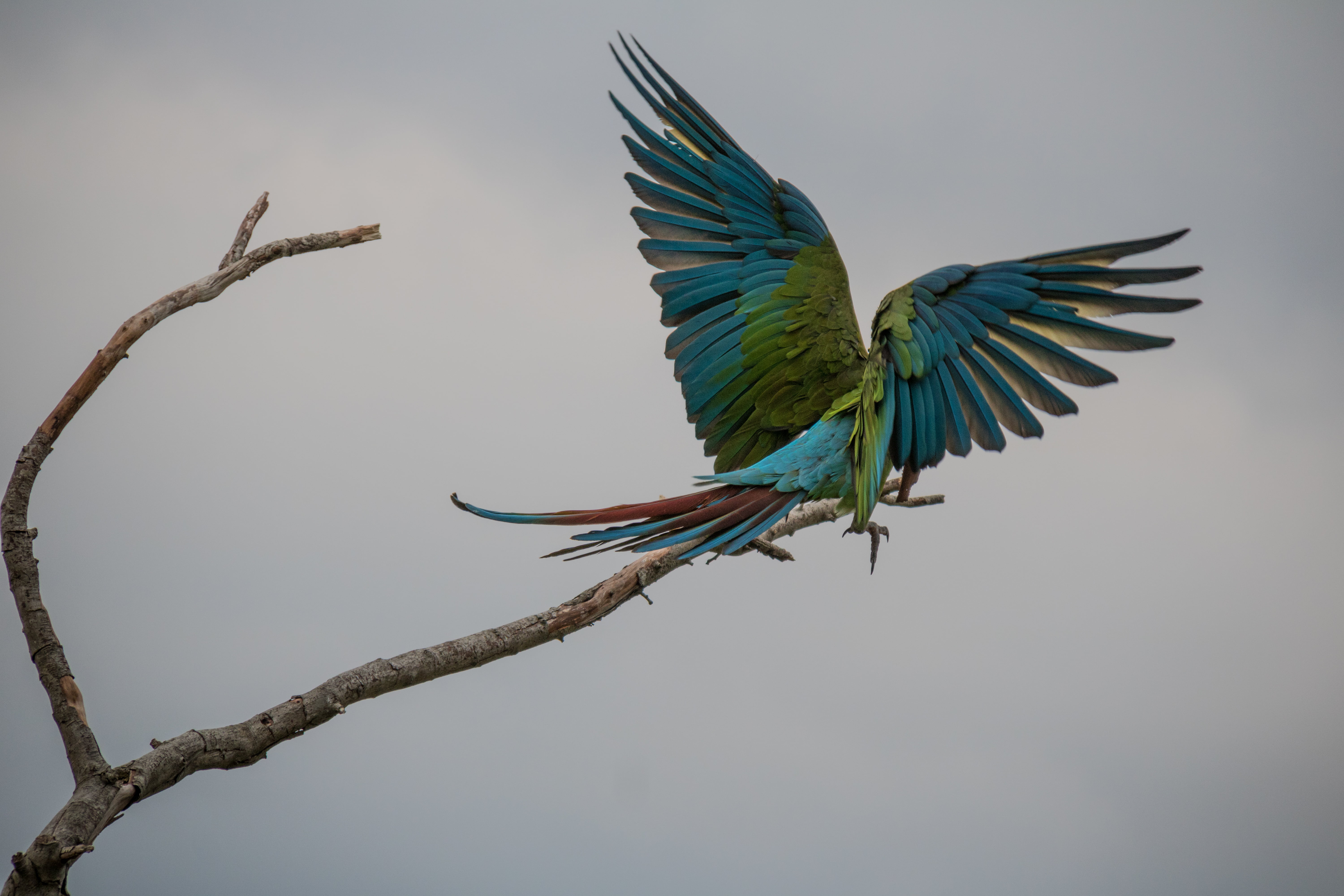 blue, fågel, ara ambiguus, Danmark  Denmark, tree branch, Bird, branch, Great green macaw, perched, animal, 5K, great military macaw, nature, leafless, HD Wallpaper