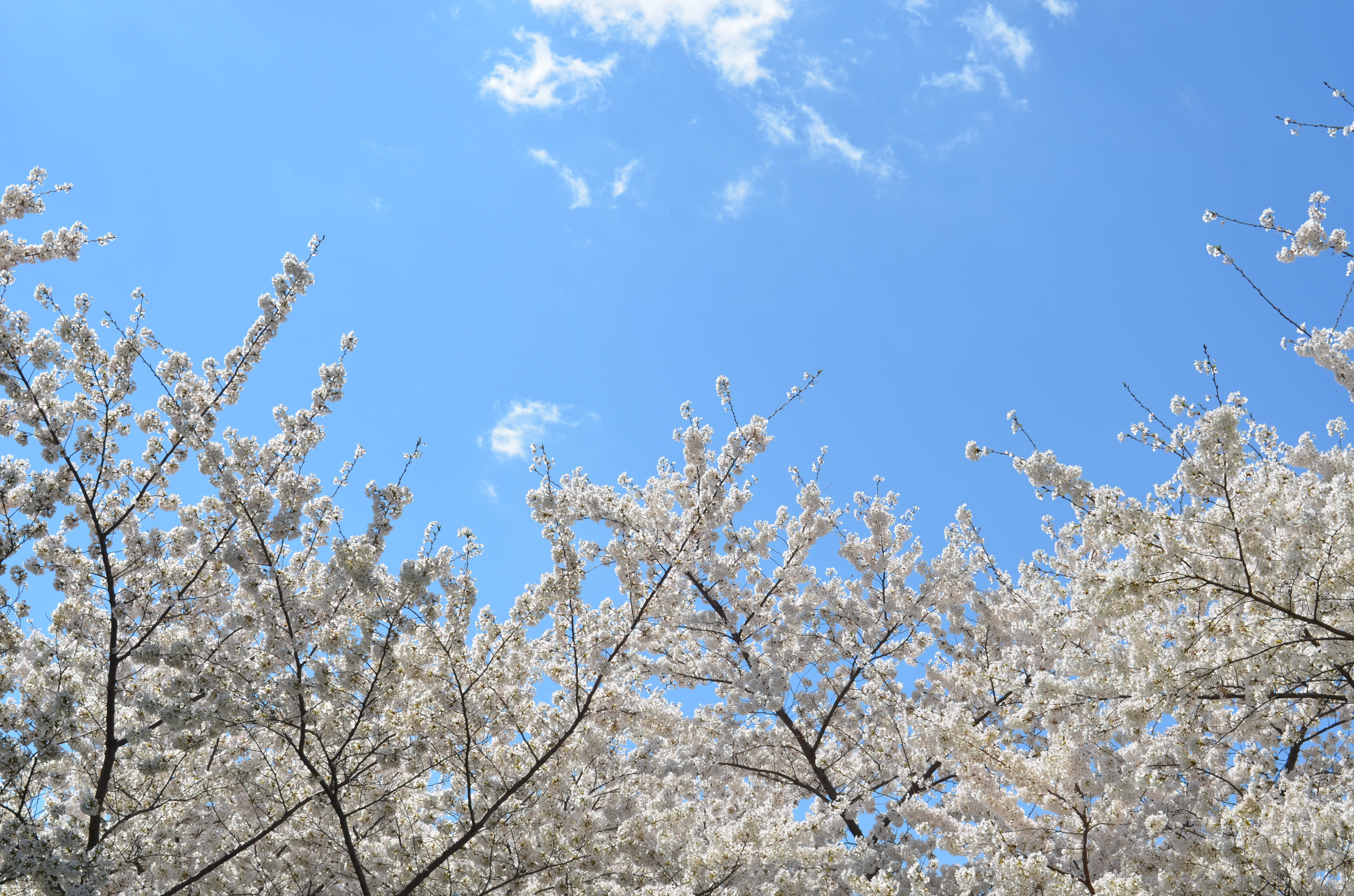 blue sky, cherry, tree, branch, blossom, worm, cherry tree, white color, white, fragility, 4K, beauty In Nature, cherry Blossom, bloom, tranquility, season, HD Wallpaper