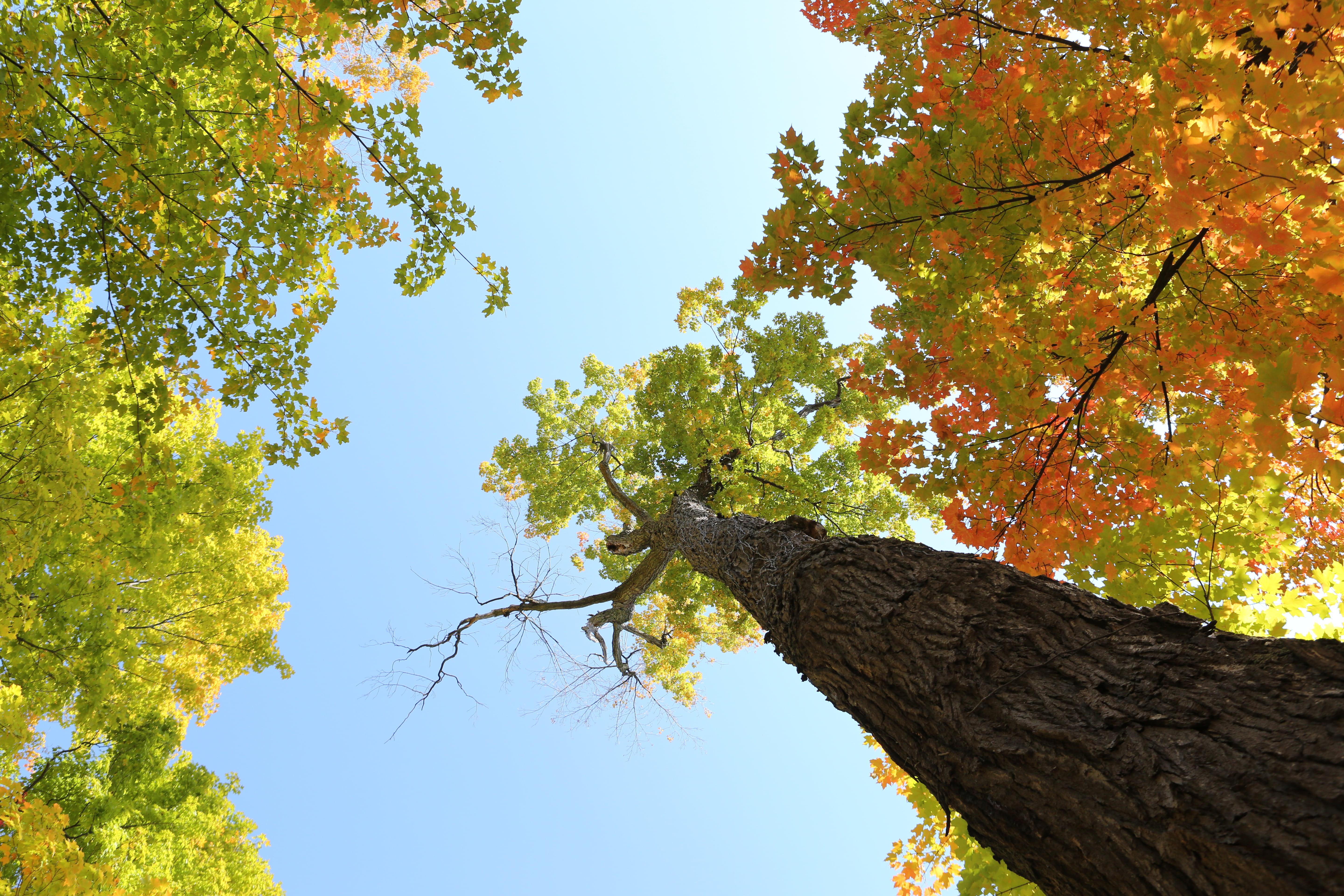 autumn, brown, trunk, clear, directly below, leaves, tranquility, trees, growth, autumn collection, colors, daytime, plant, photography, beauty in nature, HD Wallpaper