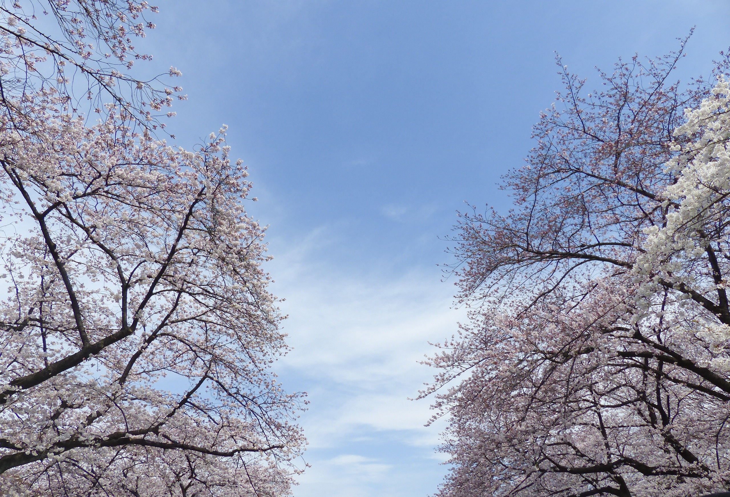 2K, day, low angle view, sakura, asia, cherry blossom, nature, flowering plant, pink, plant, tree canopy, pink color, blue, tokyo, season, natural, growth, HD Wallpaper