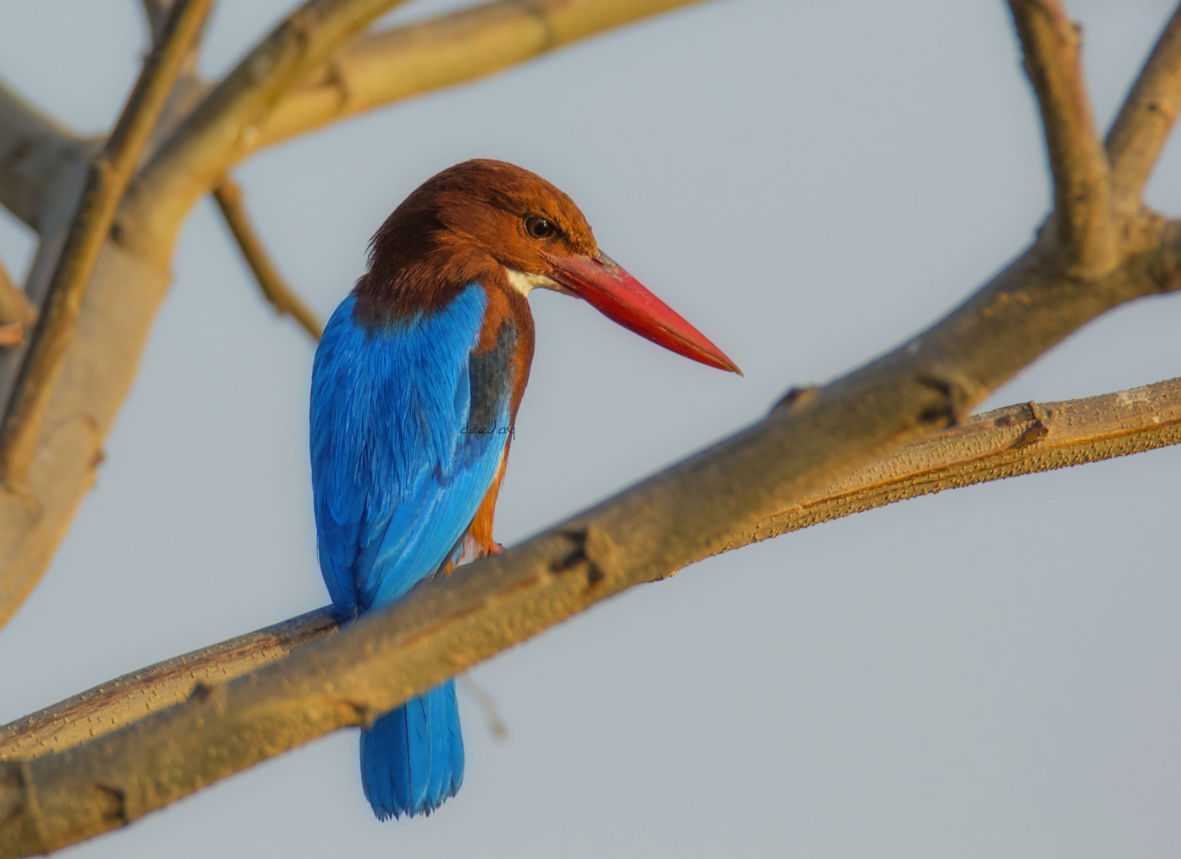 deejayclix, photo, wildlife, long, natural, bird, close-up, animals In The Wild, one animal, 4K, animal, day, nature, perched, looking, branch, king, hunter, HD Wallpaper