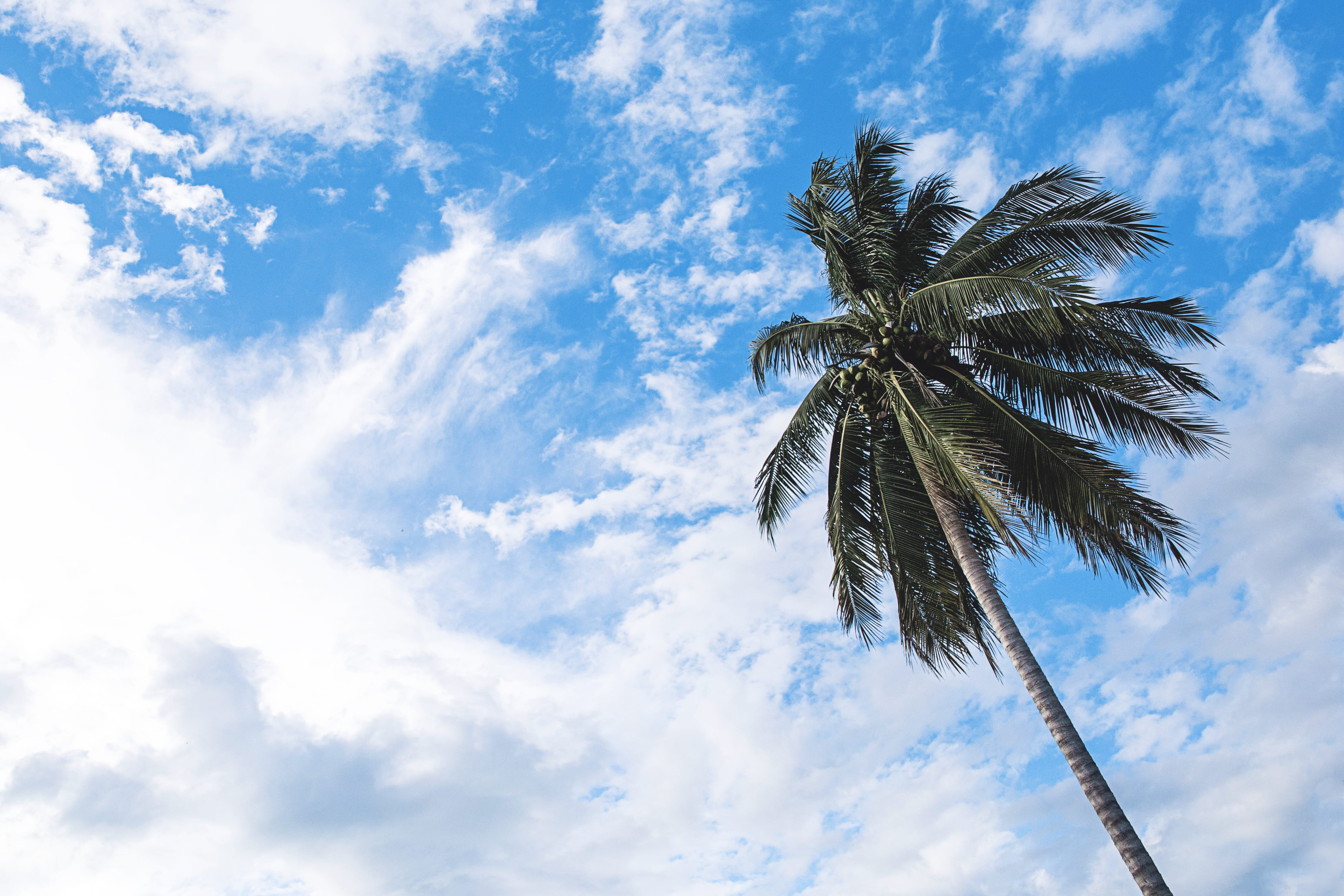 tall - high, tropical Climate, palm leaf, beauty in nature, angled, outdoors, tropical, directly below, idyllic, plant, beach, green, cloudscape, tropical tree, HD Wallpaper
