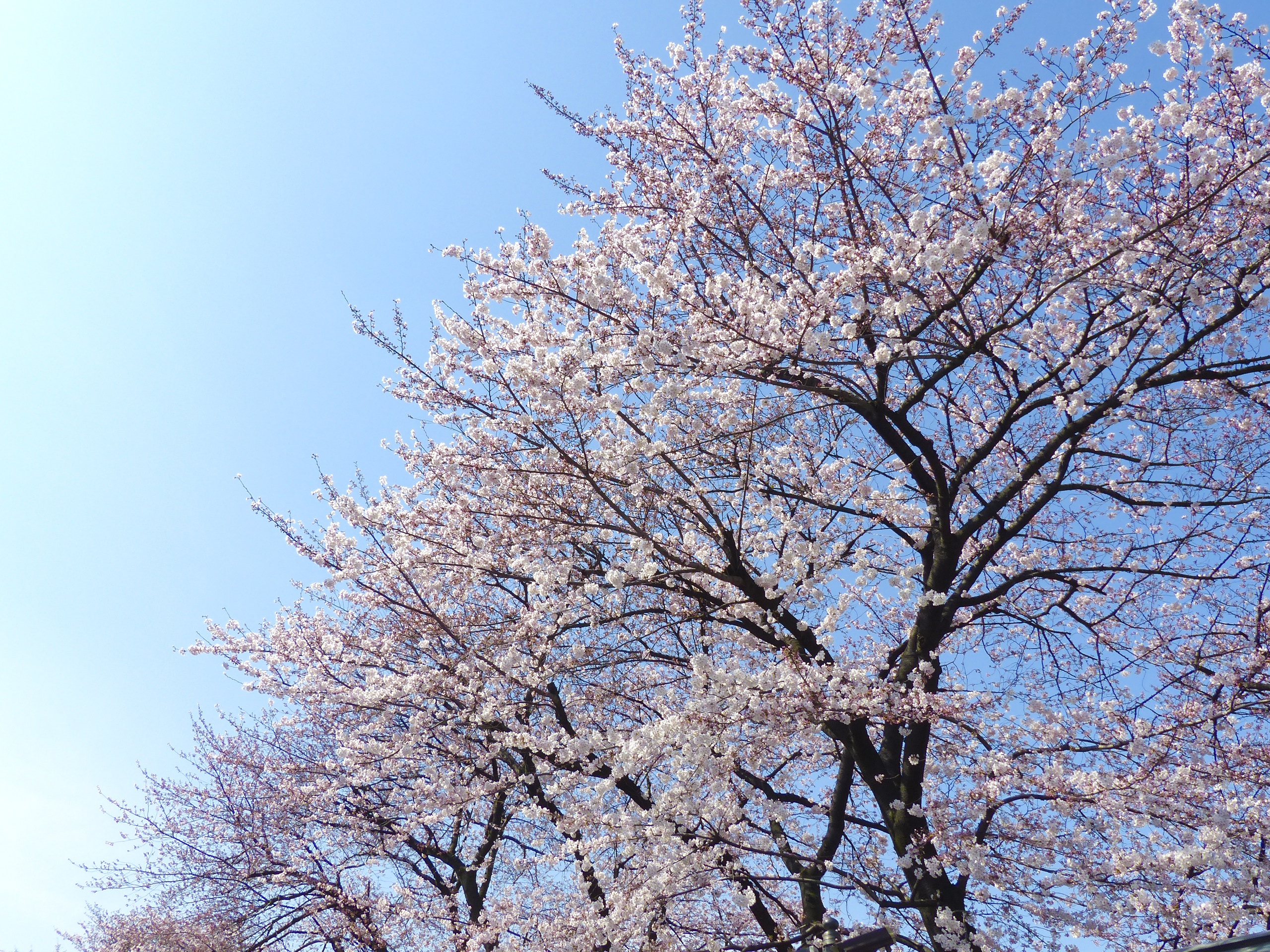 daytime, fresh, spring, pink color, floral, tree, blossom, fragility, blossoming, cherry, clear sky, season, japan, day, garden, plant, springtime, no people, HD Wallpaper