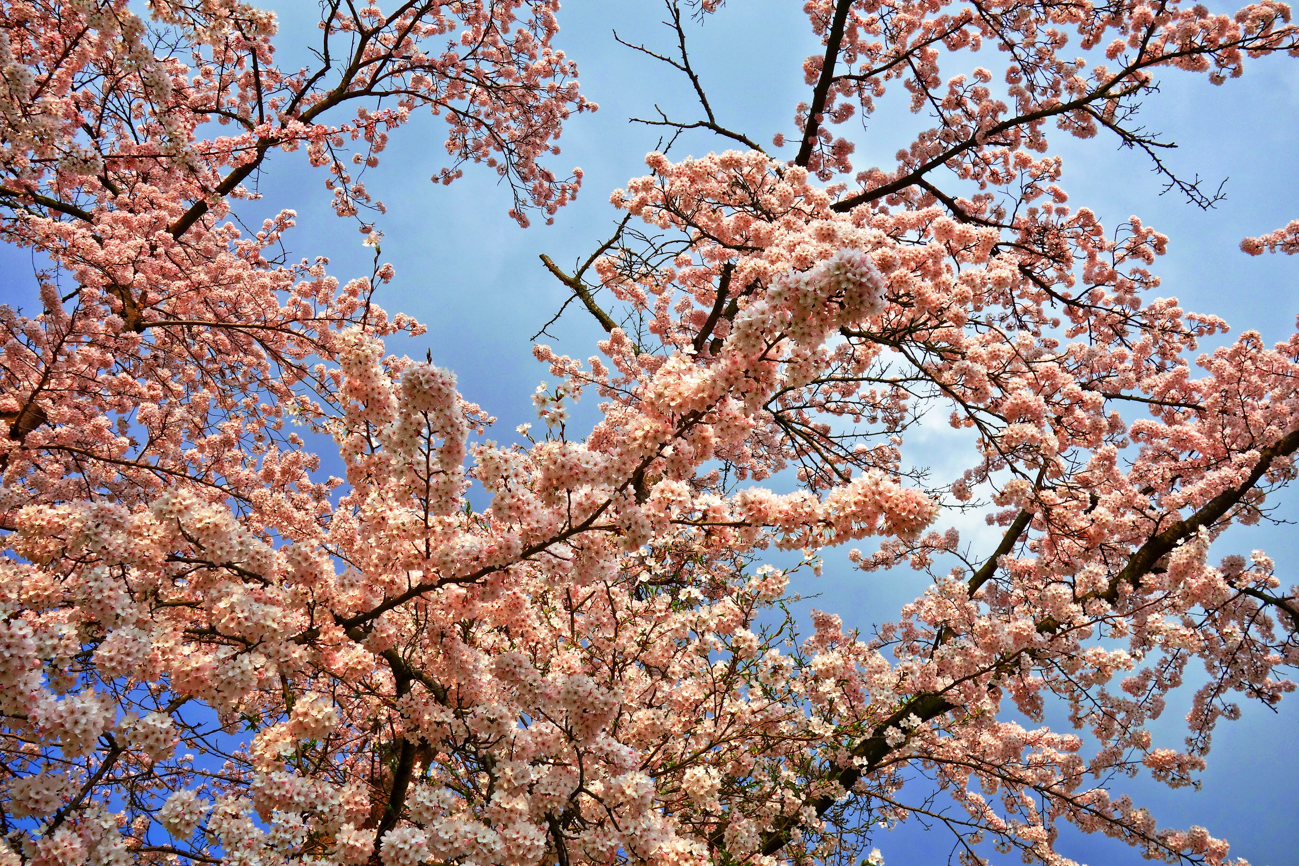 beauty in nature, bloom, flowering plant, flower, nature, outdoors, cherry, plant, low angle view, spring bloom, day, growth, blossom, fragility, no people, HD Wallpaper