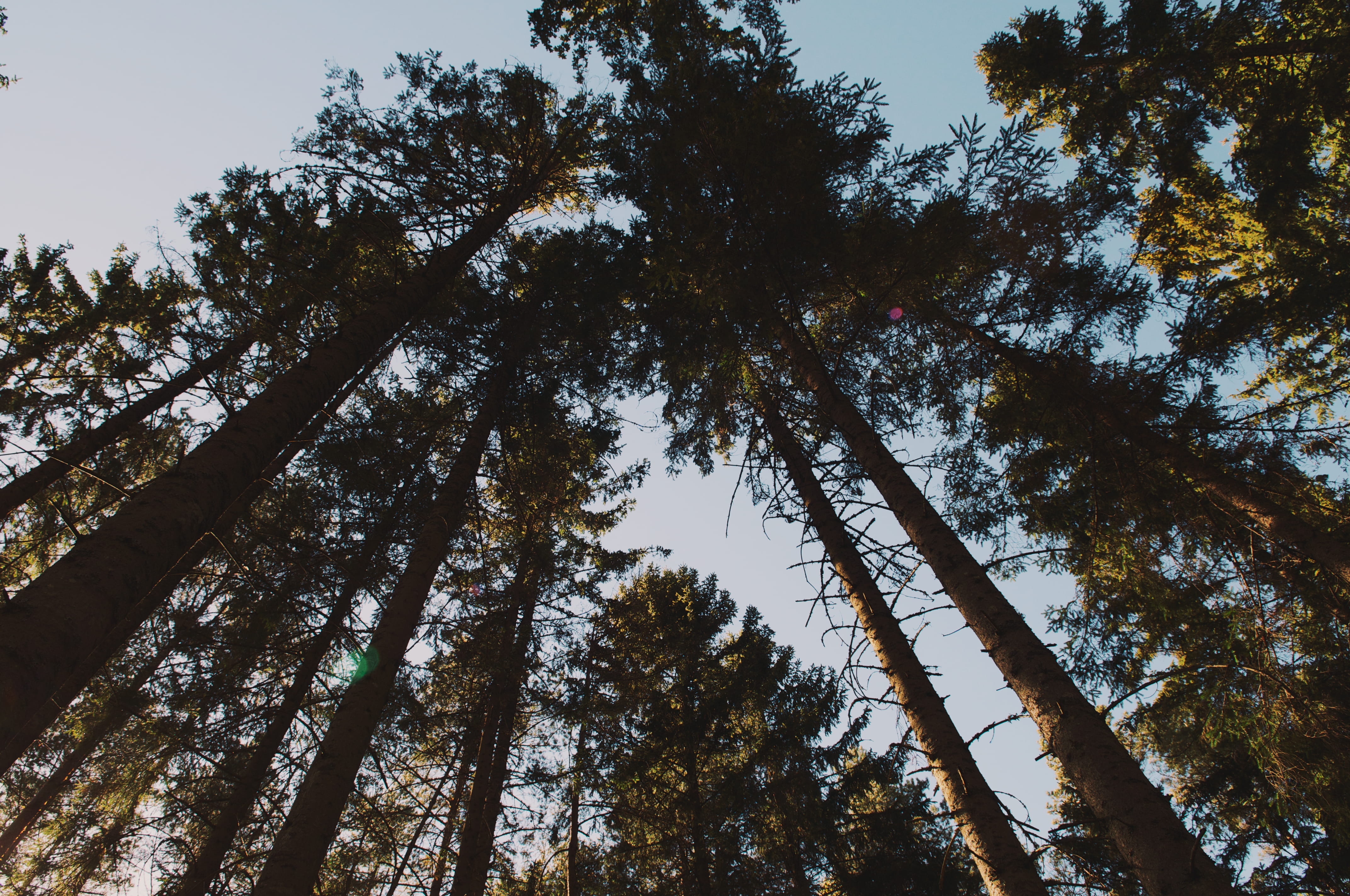 nature, coniferous tree, photo, 4K, forest, tall - high, outdoors, sky, growth, wood, non-urban scene, tree canopy, pine tree, tree trunk, tree, scenics - nature, HD Wallpaper