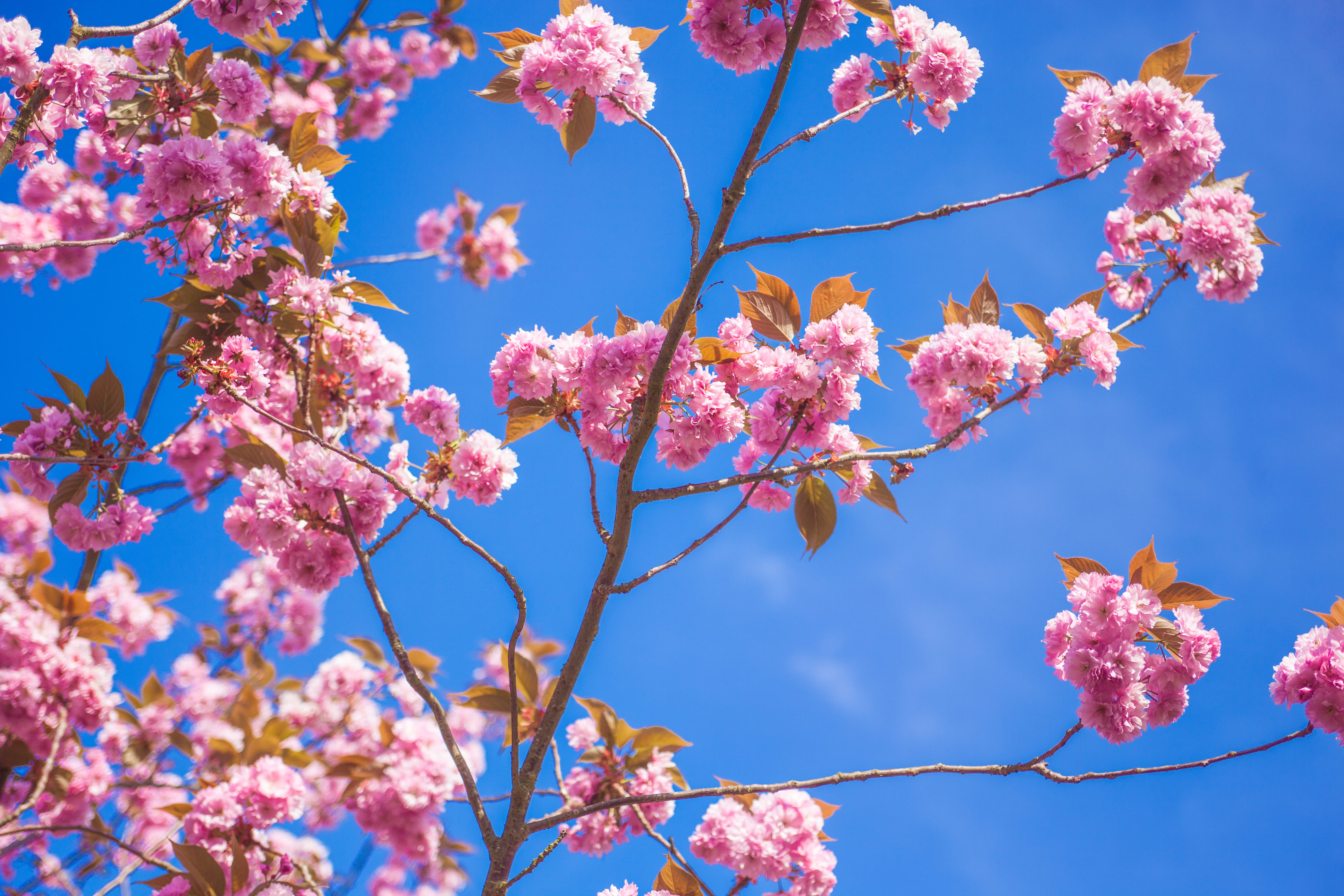 cherry blossom, bloom, vulnerability, plant, branch, growth, cherry tree, flower head, flowers, pink color, cherry, pink flower, tree, worm, eye, pink, HD Wallpaper