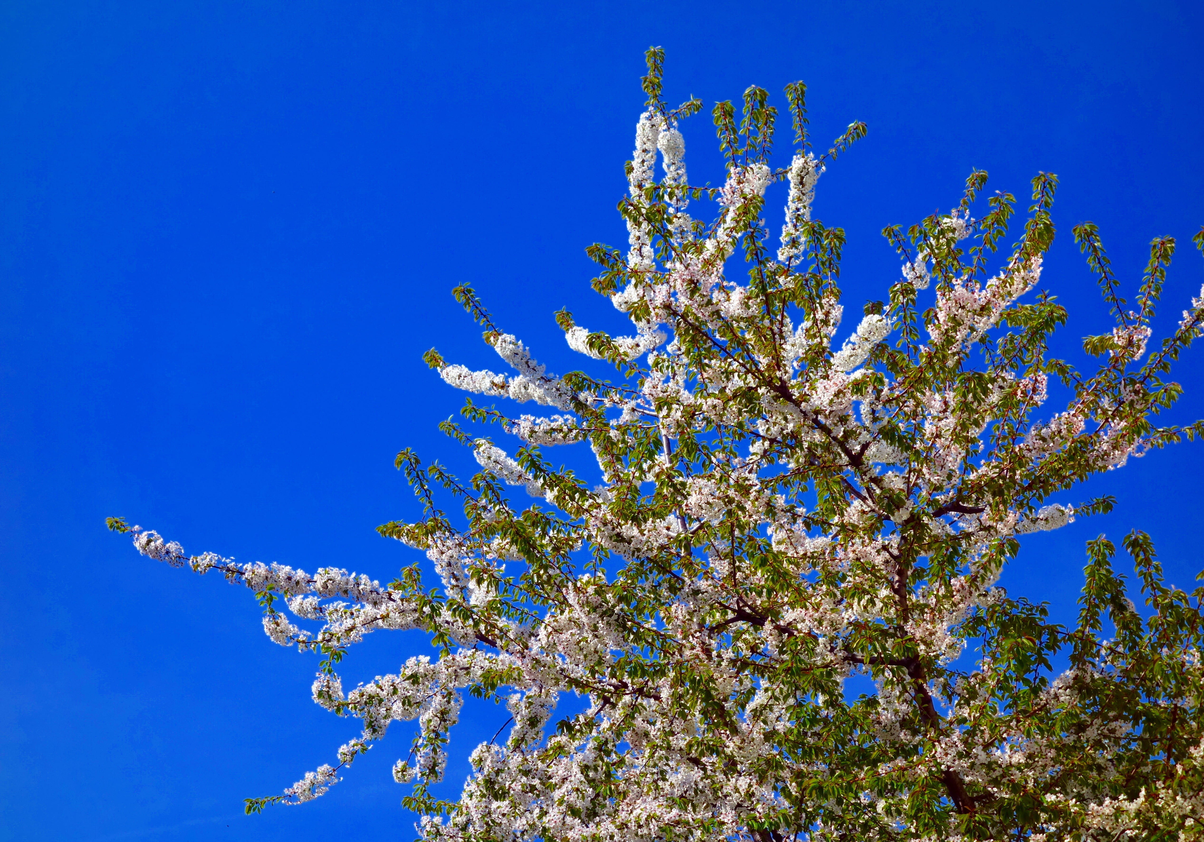 day, low angle view, cherry, blue sky, bloom, beauty in nature, big tree, outdoors, green, plant, angle, sky, clear sky, 4K, flowering plant, vulnerability, HD Wallpaper