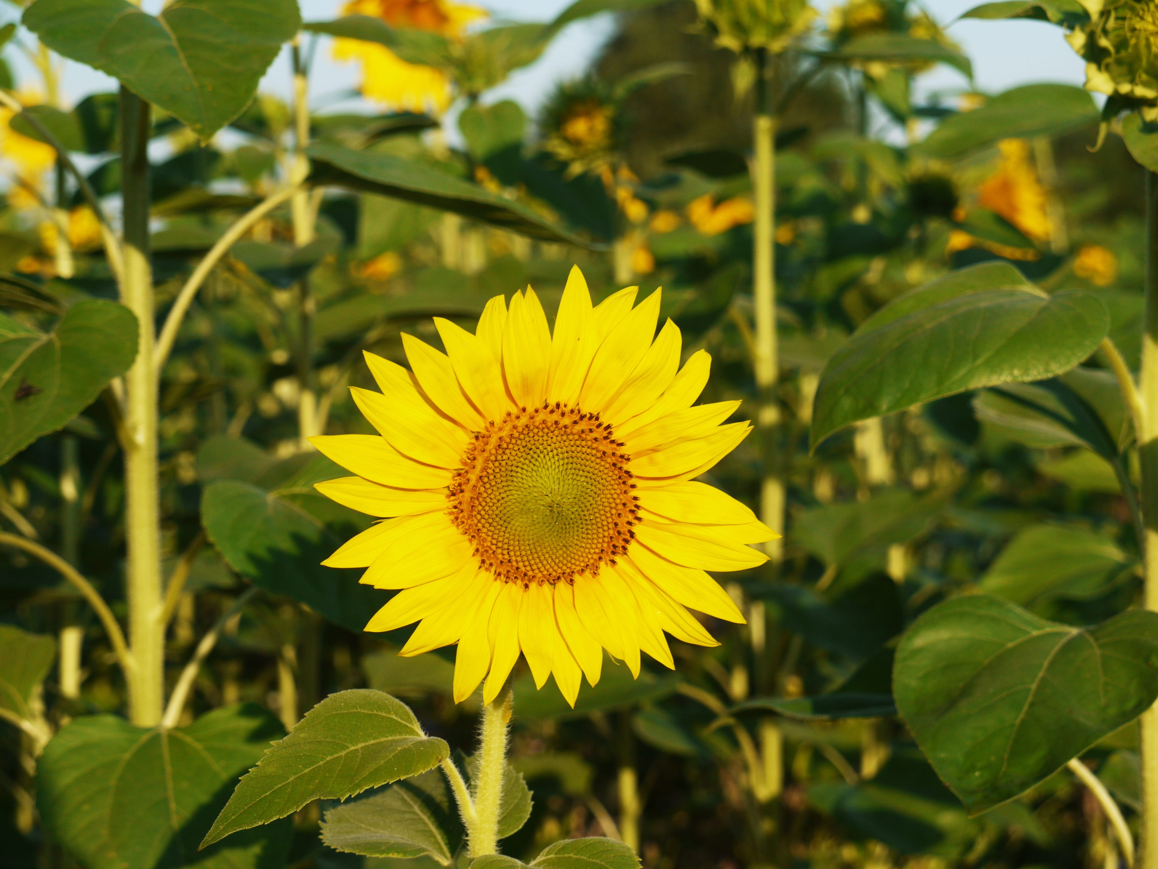 plant part, rural, pollen, fragility, morning, outdoors, flower fullness, rays, sunflower, frontal, in the, beauty in nature, grows, petal, sun flower, HD Wallpaper