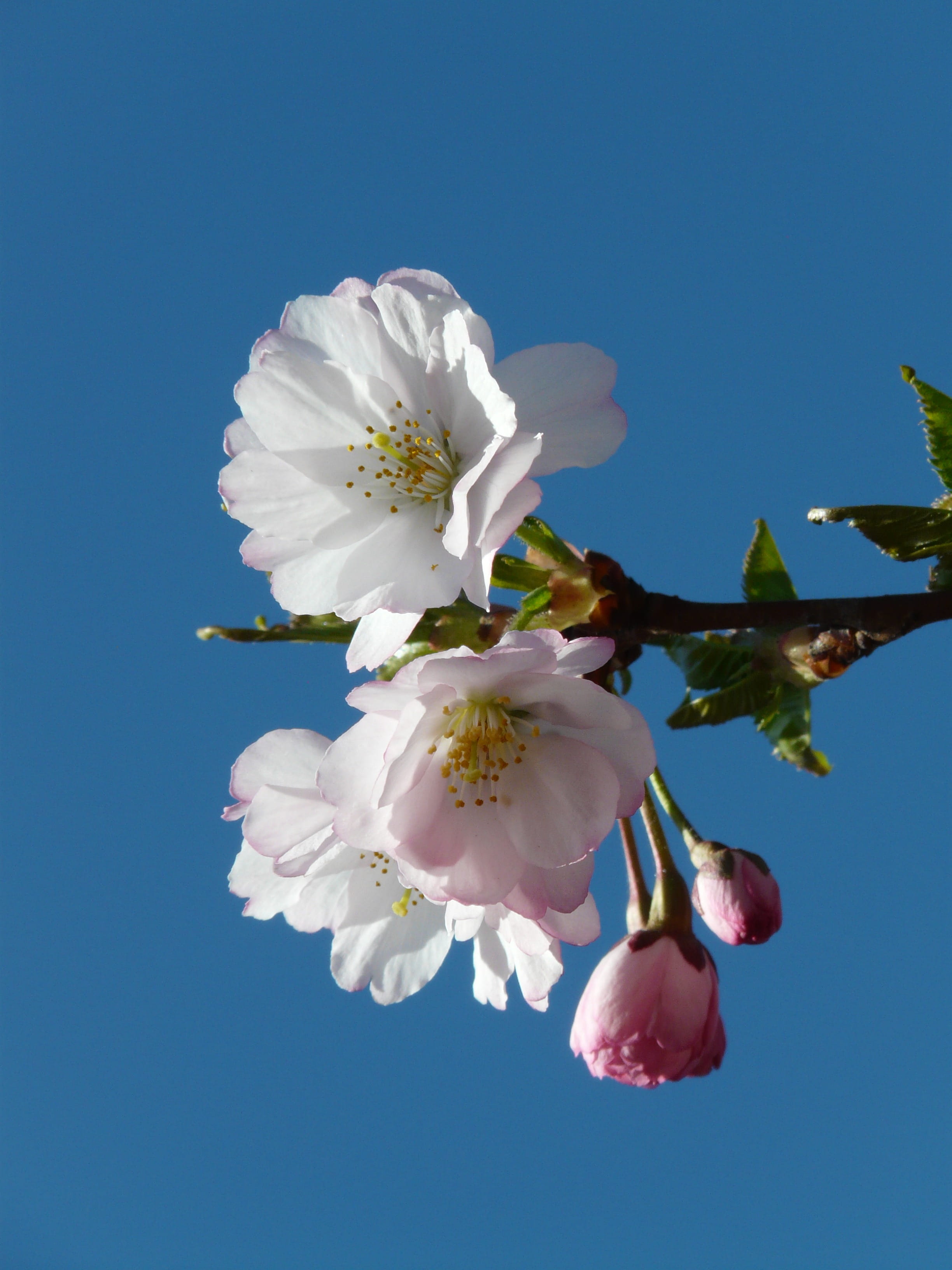 flower, petal, bud, beauty in nature, springtime, blue, outdoors, clear sky, cherry blossom, flower head, japanese cherry trees, east asian cherry, clear, Phone HD Wallpaper