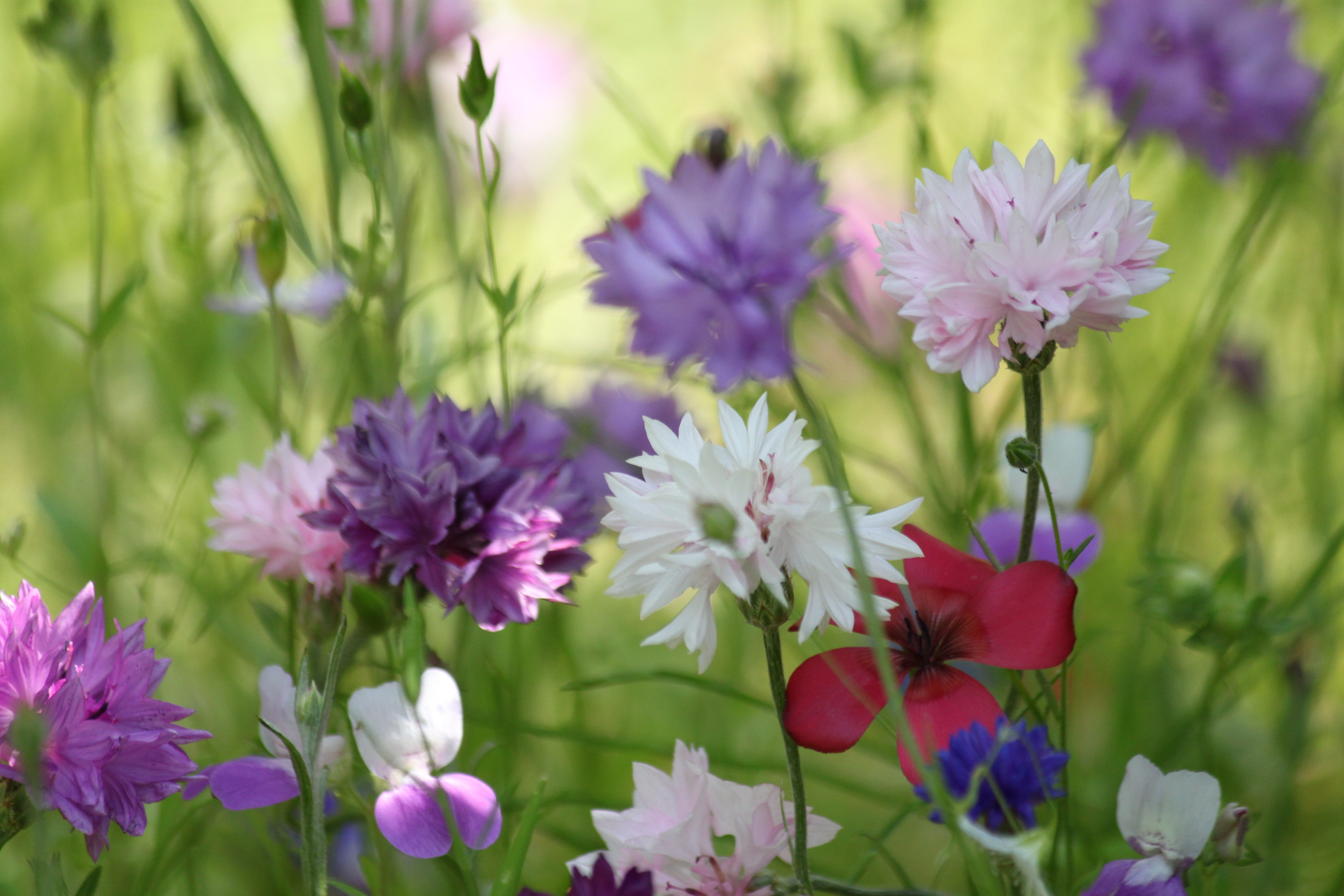 inflorescence, colorful, close, polka dots, petaled, no people, color, growth, cornflowers, botany, beauty in nature, nature, bright, close-up, flower meadow, HD Wallpaper