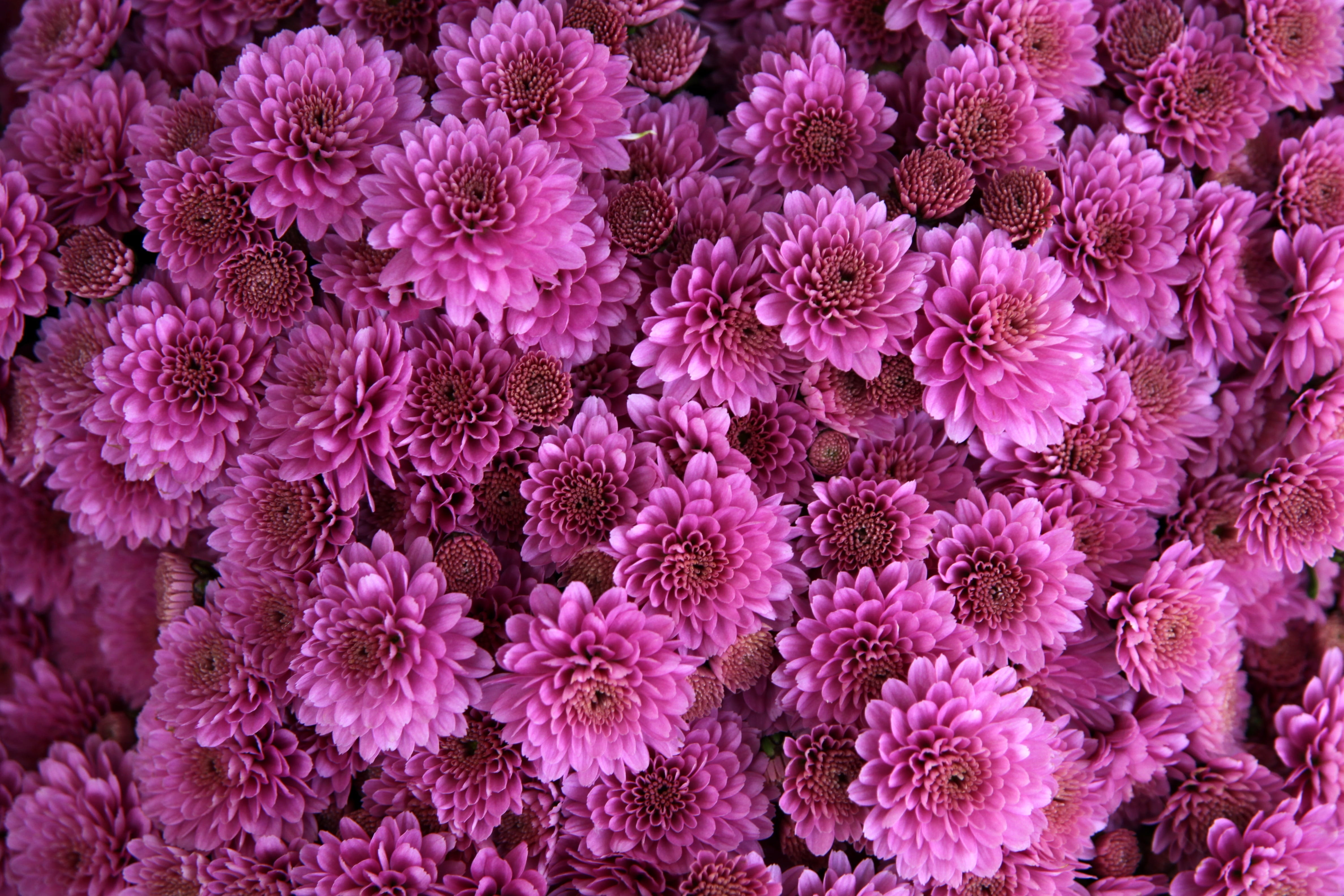 decoration, flowers, colorful background, pink, full frame, petaled, vibrant, season, blossom, october, color, growth, fragility, plant, november, flower head, HD Wallpaper