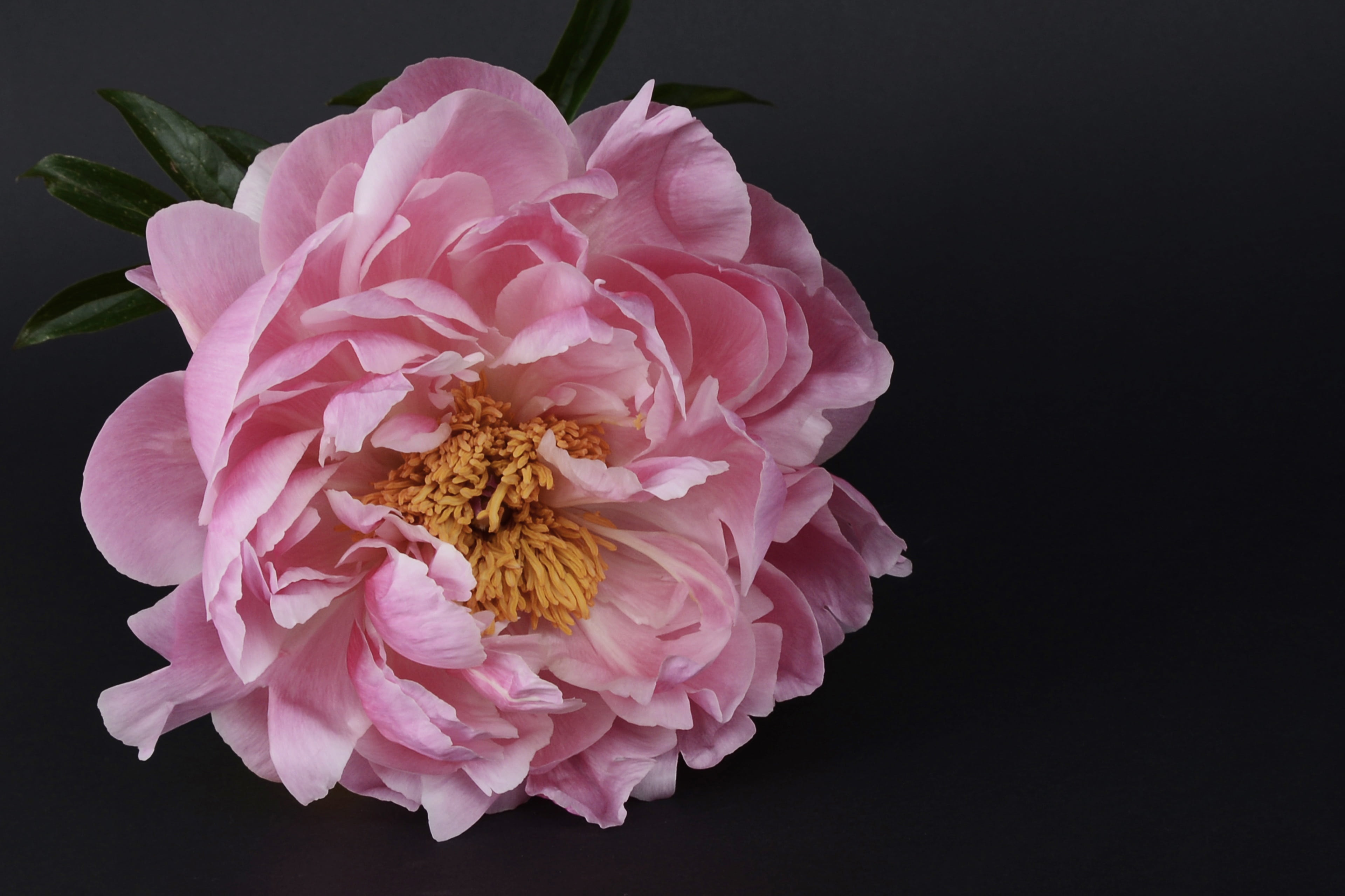 flower arrangement, nature, photography, 4K, beauty in nature, plant, petal, close, flora, spring, black background, no people, pollen, inflorescence, HD Wallpaper