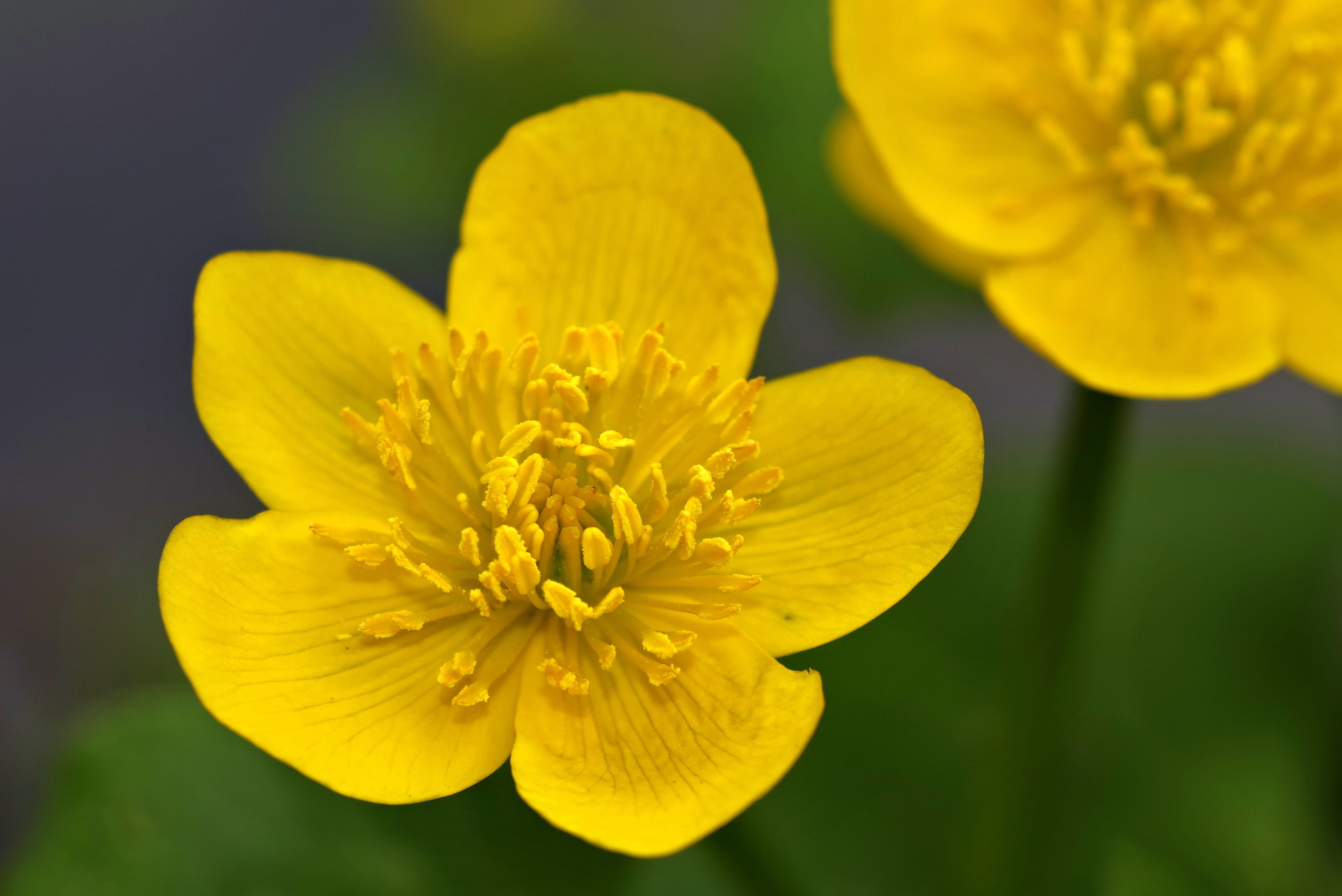 the sun, pollen, stamens, macro, sunny, kaczeniec, Marsh, closeup, petal, flowering, glaucoma, blooming, day, flowers, summer, spring, no people, flower Head, HD Wallpaper