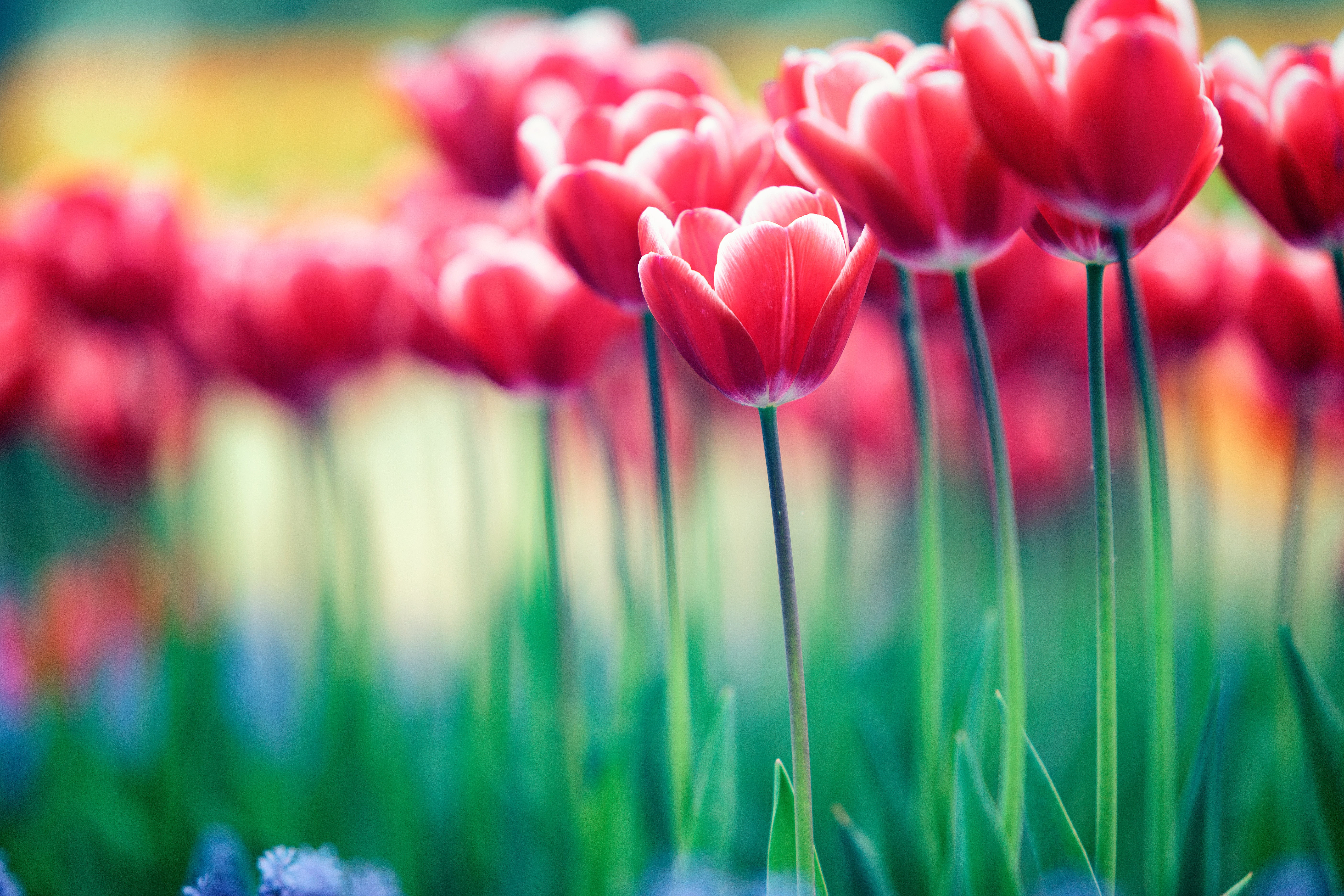green Color, flower Head, Canon  EOS, flower, multi Colored, red, 日本, JAPAN, Spring, full bloom, beauty In Nature, tulip, season, outdoors, flowers, field, HD Wallpaper