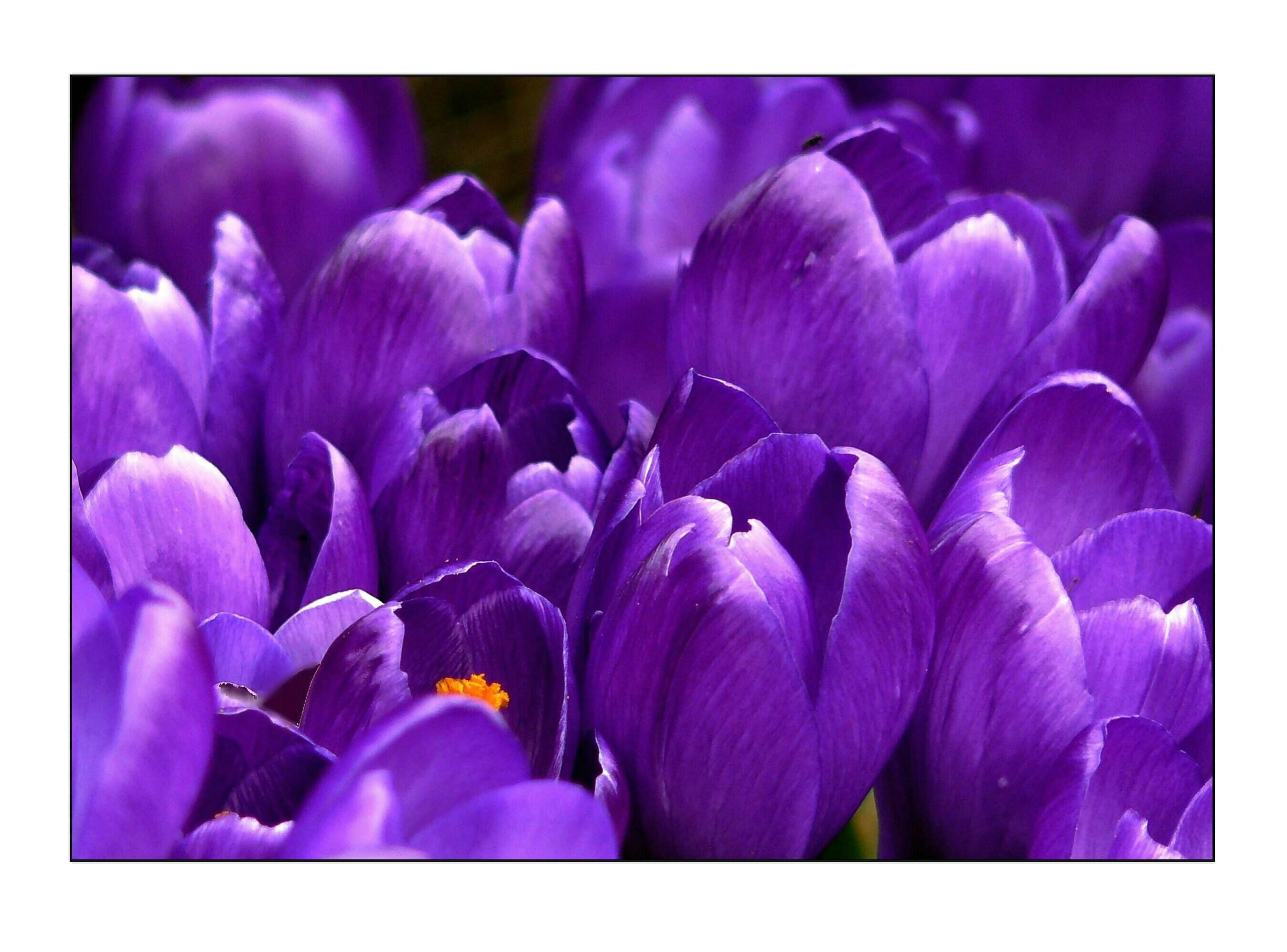 auto post production filter, blossom, blossomed, outdoors, flowers, bloom, flower head, fragility, close-up, bright, purple, crocus, beauty in nature, day, HD Wallpaper