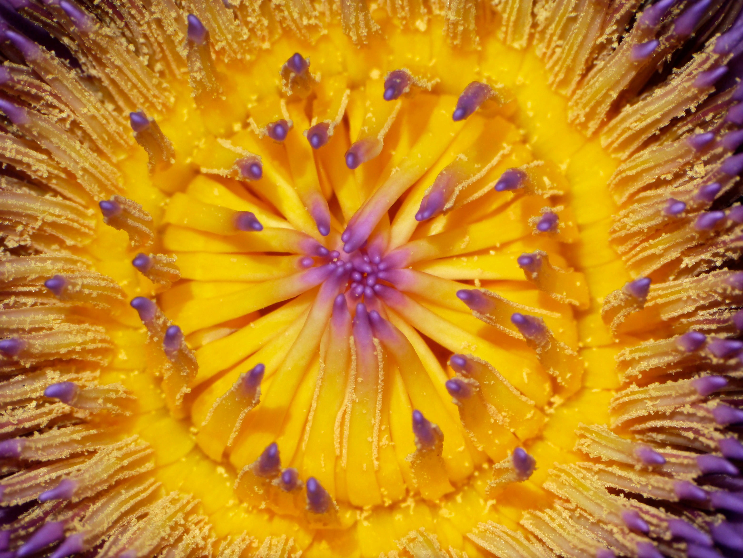 yellow, growth, close-up, purple, macro, backgrounds, petaled, closeup, inflorescence, flower head, abstract, grain, beauty in nature, lily, vulnerability, HD Wallpaper