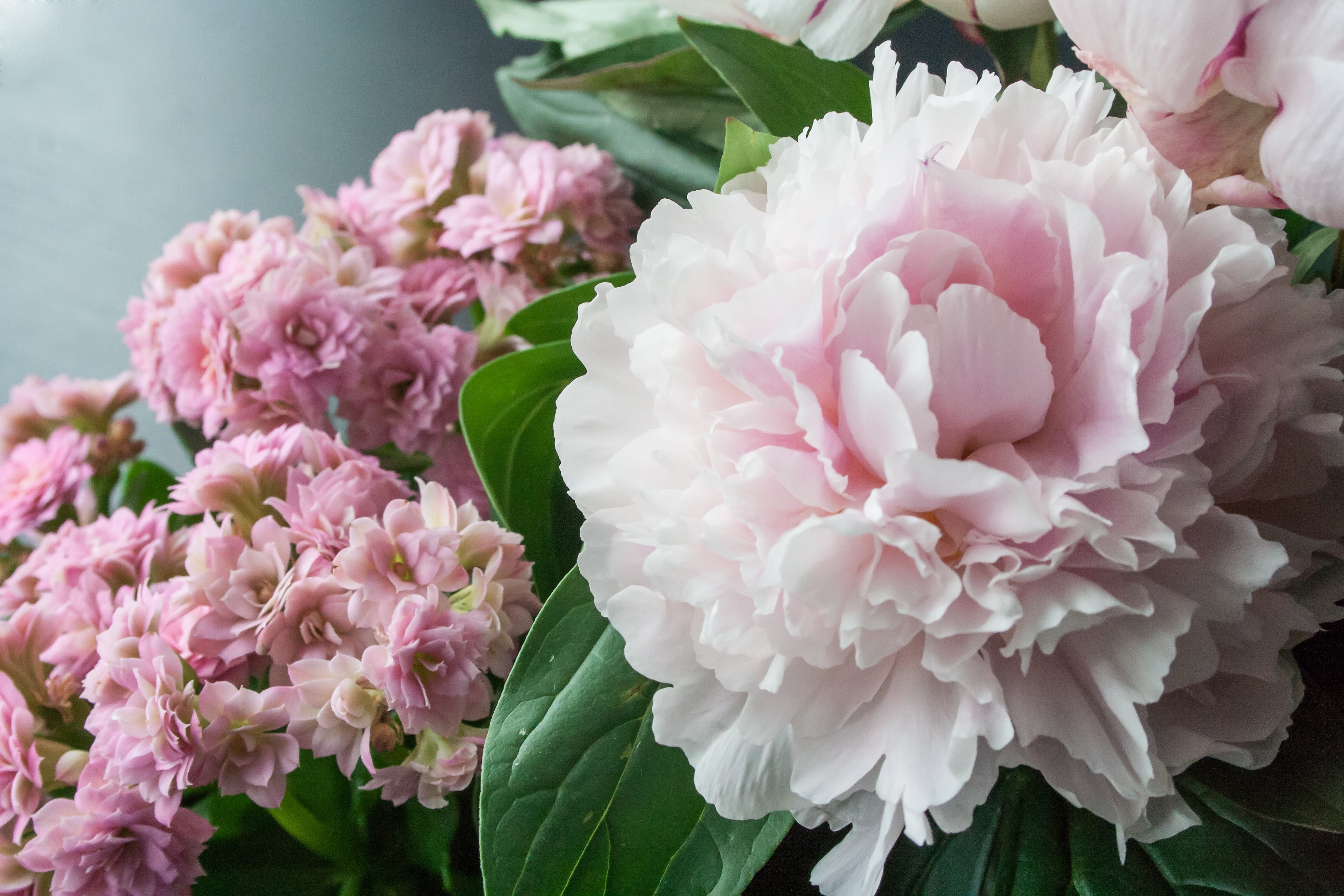 close-up, red, plant, green, pink Color, joy, greeting, flower, freshness, high angle view, peony, flowering plant, plant part, fragility, nature, growth, HD Wallpaper