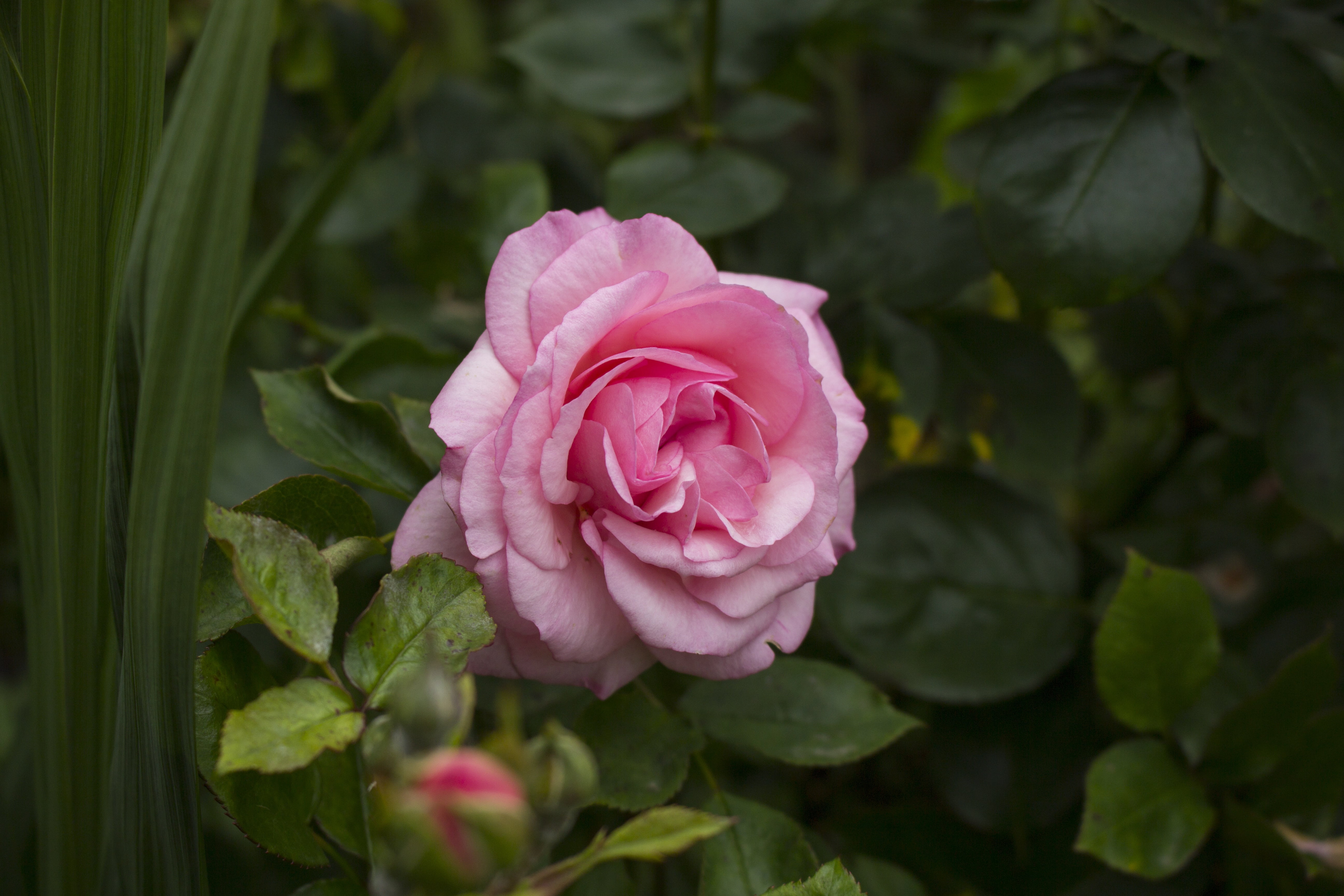inflorescence, growth, freshness, beauty in nature, flowering plant, focus, fragility, vulnerability, flower, rose, nature, rose - flower, garden, 5K, HD Wallpaper