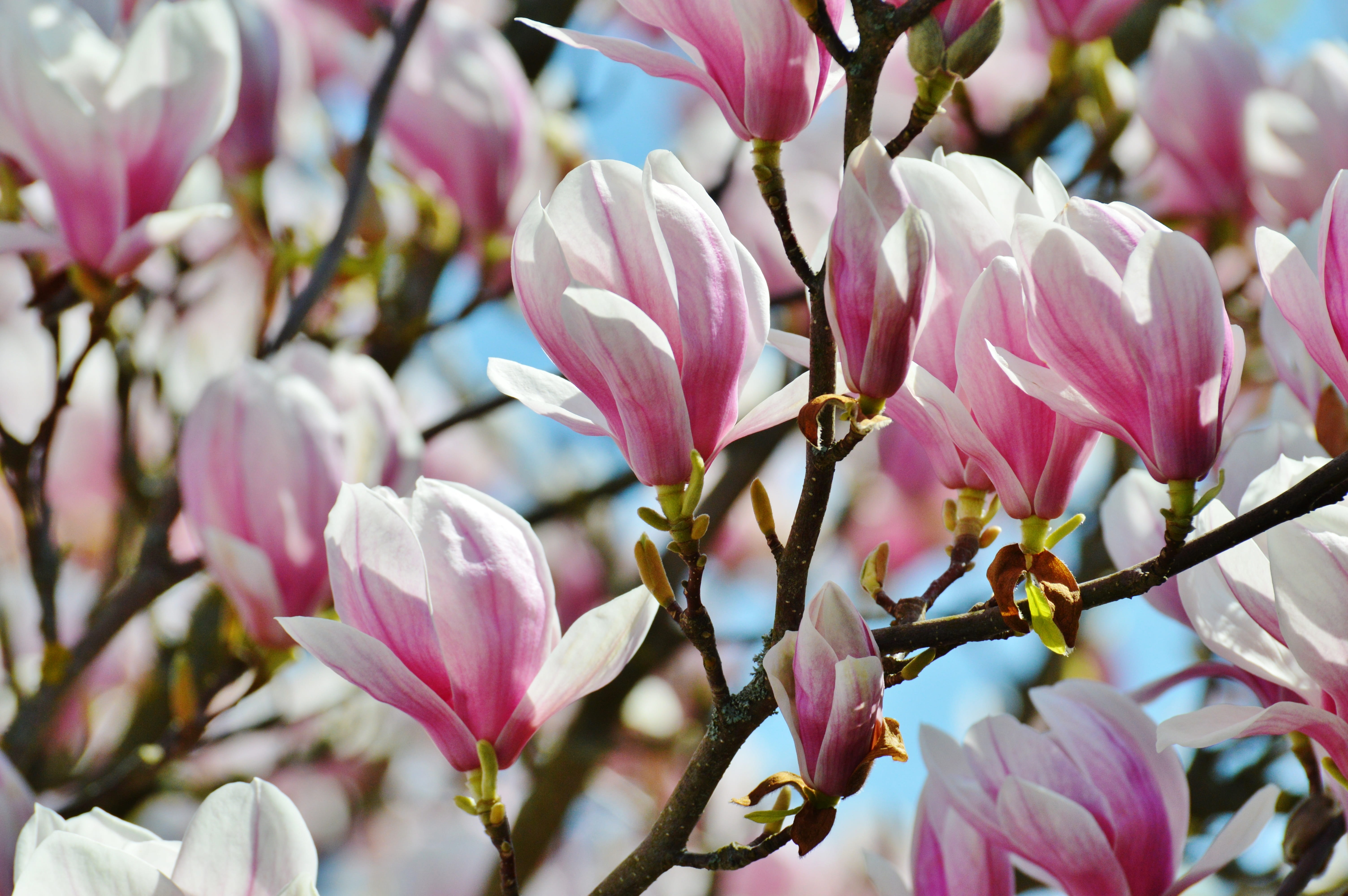 petal, white, no people, plant, beauty in nature, flower head, freshness, flowers, full bloom, focus, spring, pink color, twig, vulnerability, cherry blossom, HD Wallpaper