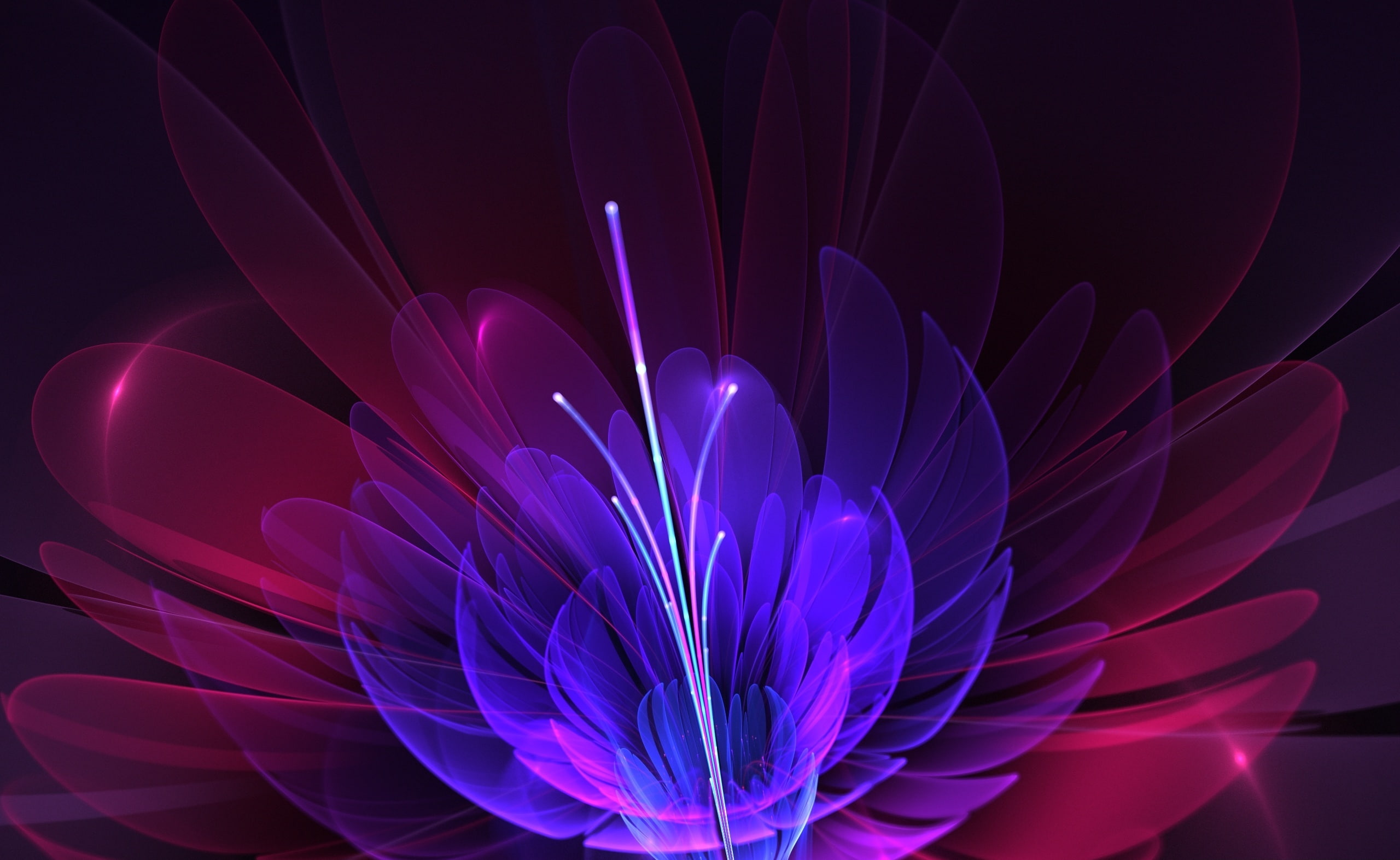 no people, softness, pink, plant, apophysis, nature, beauty in nature, black, floral, creativity, fractal, pattern, vulnerability, flowering plant, Abstract, HD Wallpaper