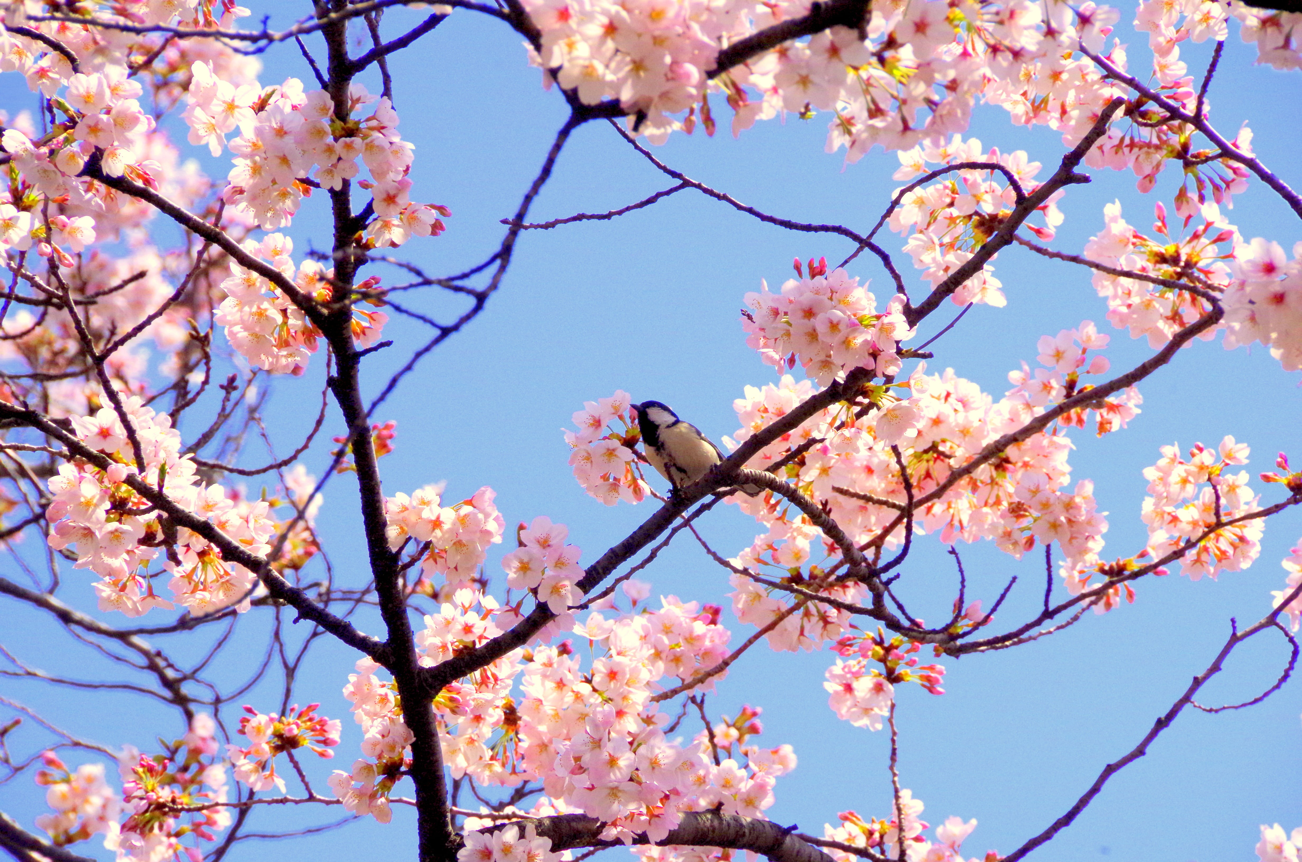sky, landscape, cherry Blossom, freshness, japan, beautiful, flowers, low angle view, 4K, pink, springtime, beauty in nature, no people, one animal, flowering plant, HD Wallpaper