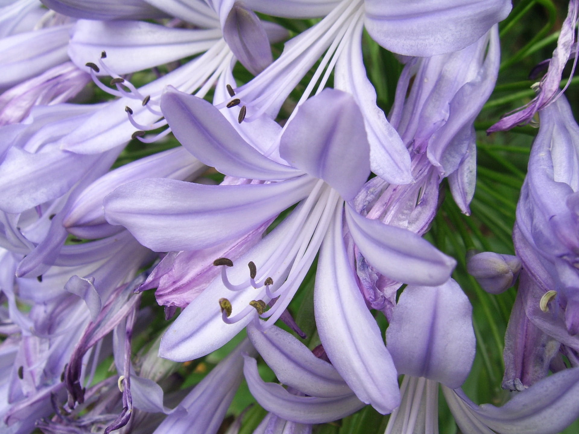 Purple, flowering plant, bright, day, vibrant, close-up, fragility, inflorescence, springtime, harmony, fragile, bud, no people, freshness, beauty in nature, HD Wallpaper