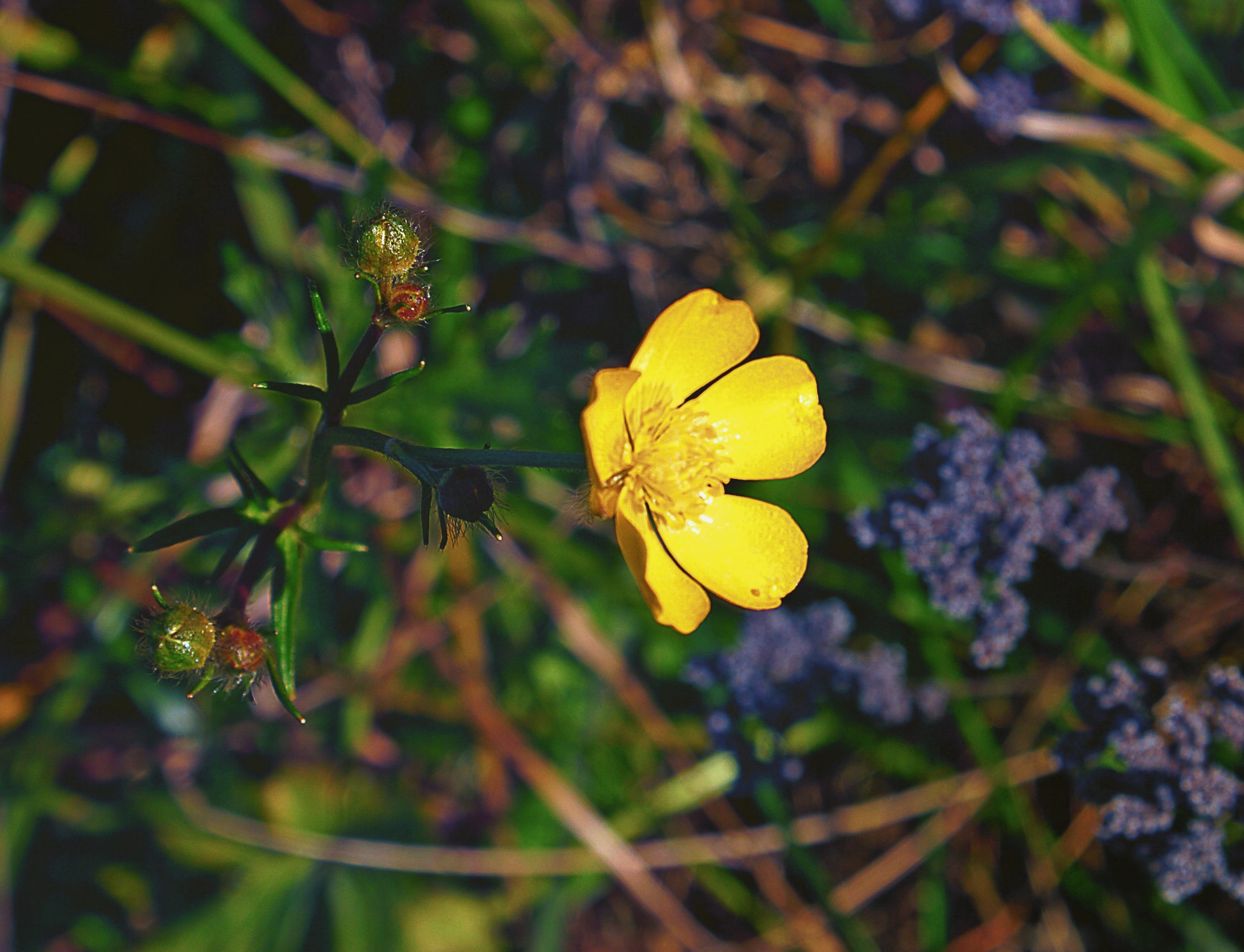 beauty in nature, flower, flower head, outdoors, closeup, autumn, full bloom, growth, close-up, softness, sunny, blooming, the buds, botany, meadow, flourishing, HD Wallpaper