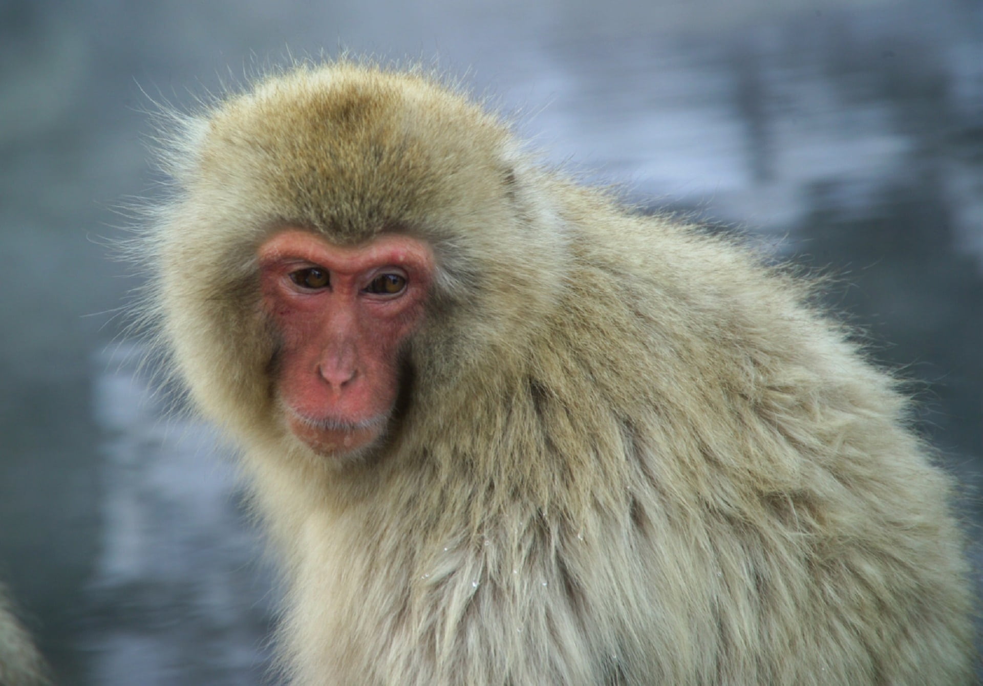 ape, animal head, close-up, animals In The Wild, one animal, snow monkey, animal wildlife, 1080P, no people, monkey, cold temperature, vertebrate, nagano Prefecture, HD Wallpaper