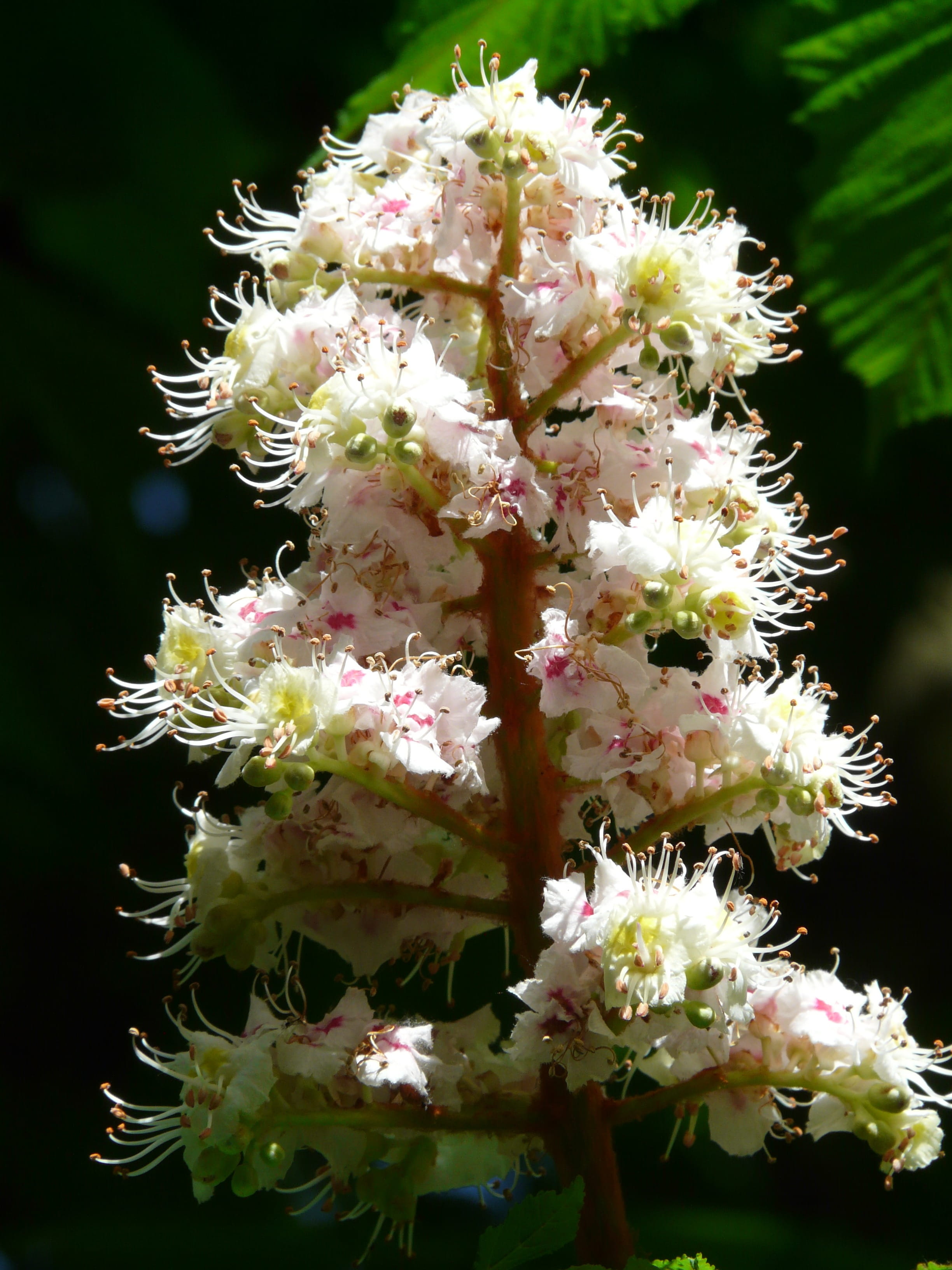 fragility, inflorescence, vulnerability, ordinary rosskastanie, botany, tree, flowering plant, buckeye, white rosskastanie, flower fullness, common rosskastanie, Phone HD Wallpaper
