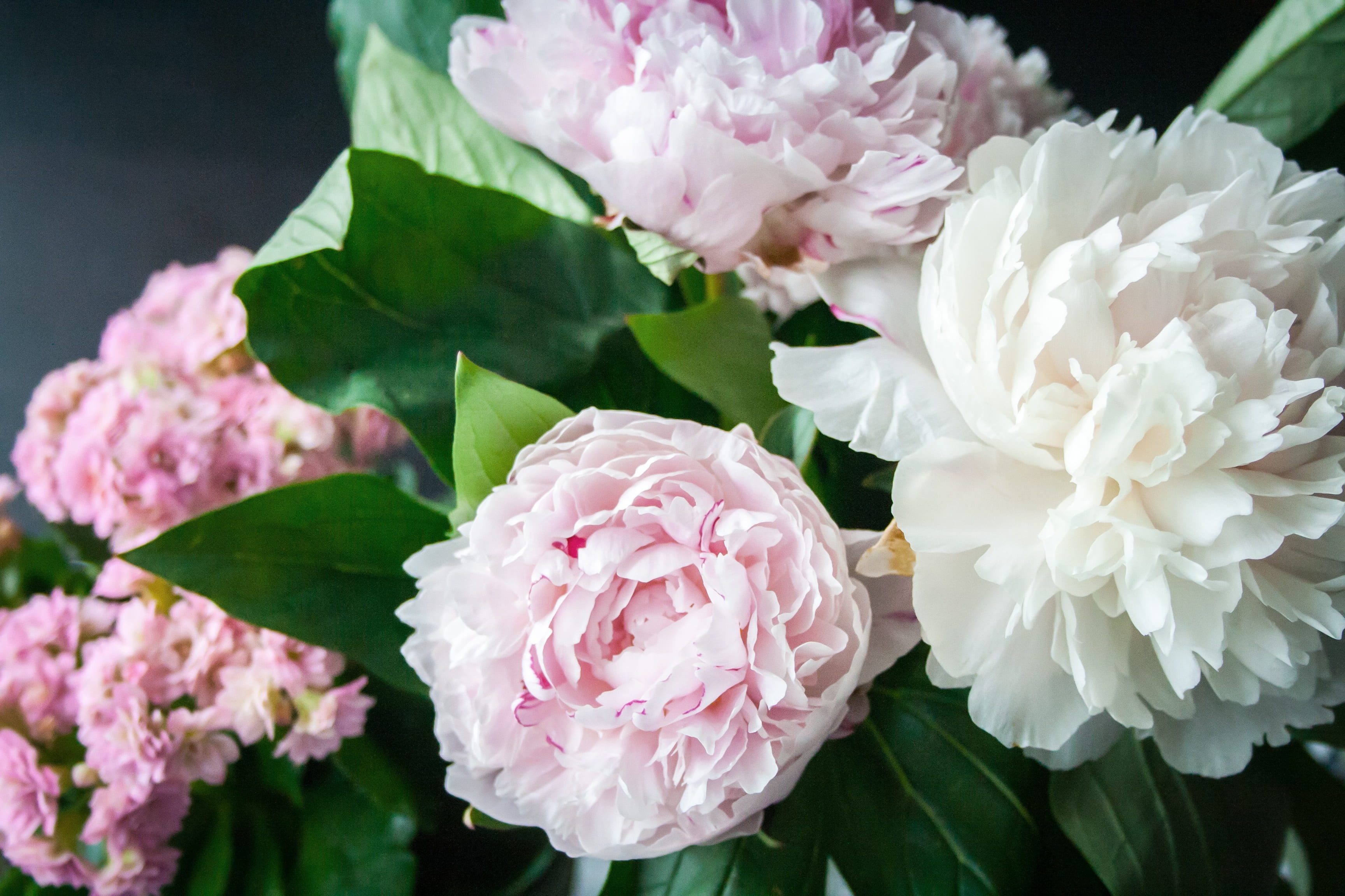 blossom, fragility, fine, beauty in nature, flower garden, bouquet, nature, spring, beautiful, vulnerability, summer, white, bloom, leaf, flora, friend, HD Wallpaper