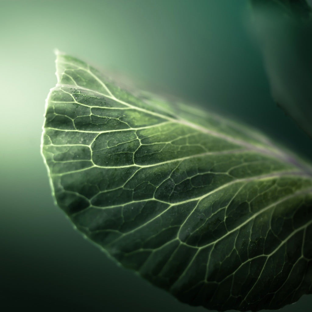 leaves, leaf, filter, macro, plants, nature, 480P, green, Phone HD Wallpaper