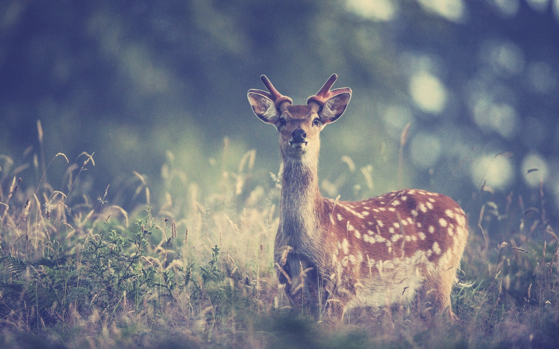 filter, animals, 1080P, deer, HD Wallpaper