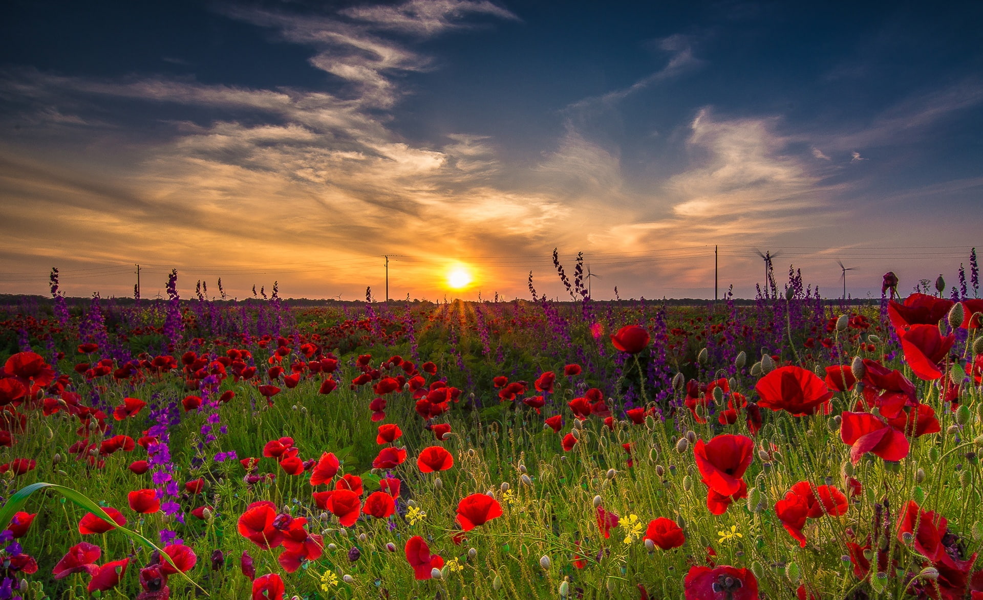 beauty in nature, tranquility, flowerbed, summer, plant, Nature, land, 1080P, sunrise, springtime, Landscape, cloud - sky, petal, growth, poppy, poppies, HD Wallpaper