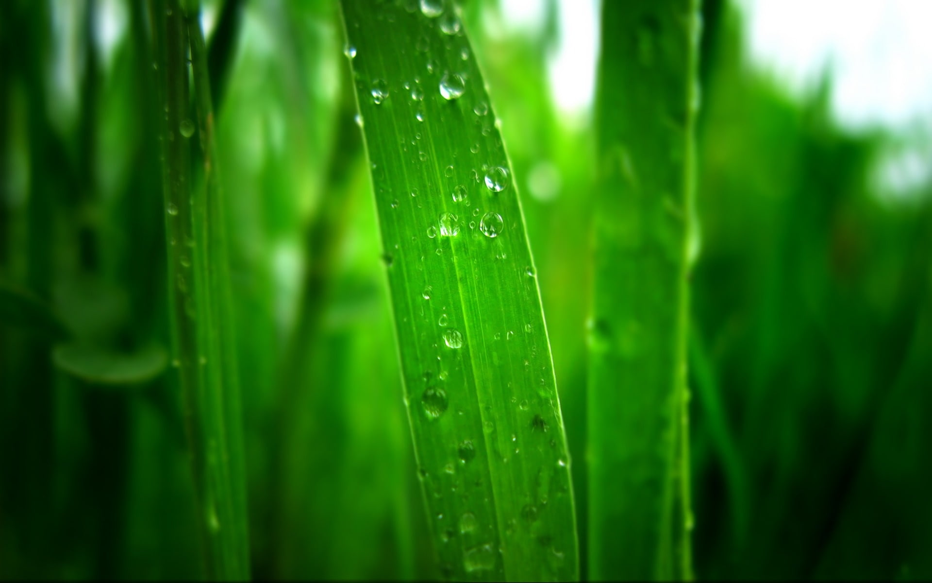 Morning, green, early, Dew, Grass, 1080P, plant, HD Wallpaper