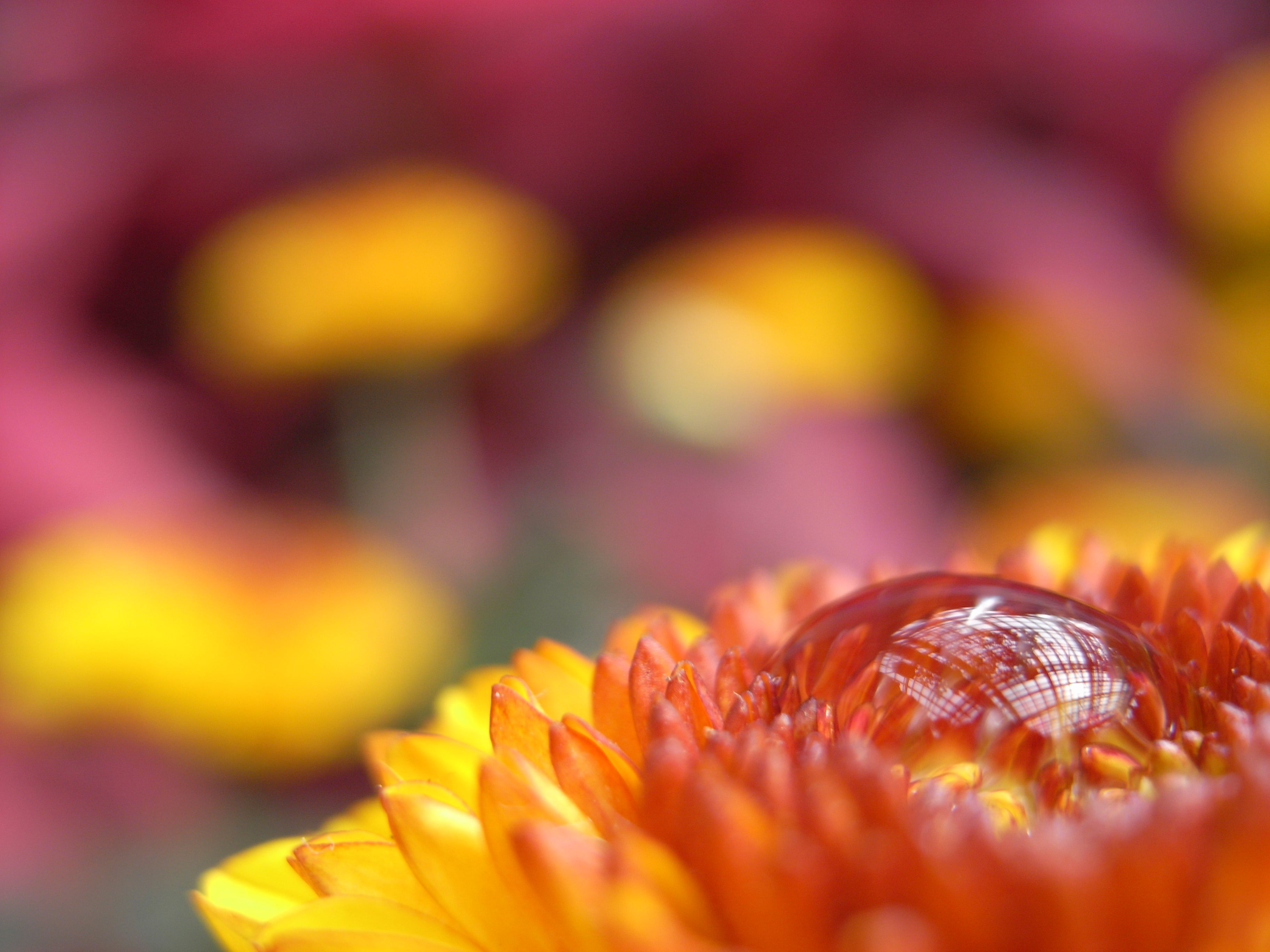 check, flower  flower, close-up, flower, macro, yellow Daisy, plant, 2K, macro shot, daisy, autumn, water drop, nature, yellow, shot, HD Wallpaper