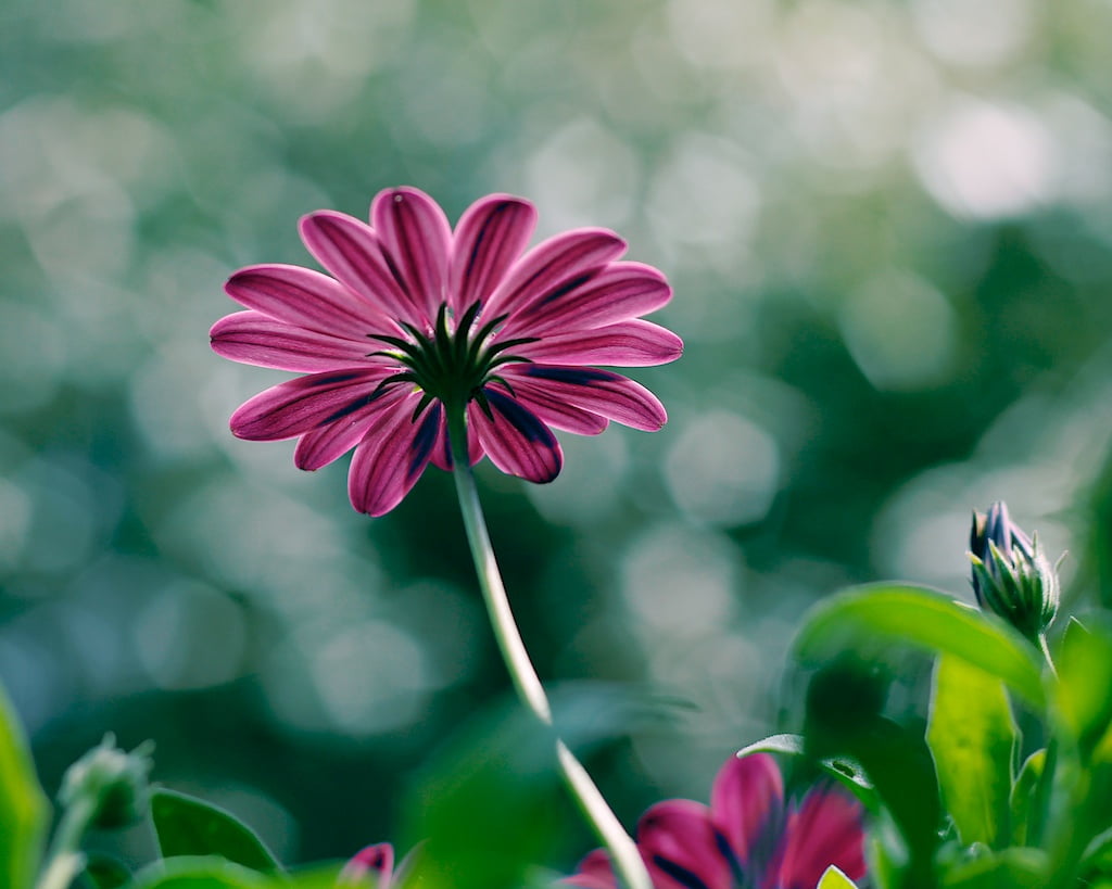 summer, f/1.8, macro shot, shot, plant, petal, Flower, nature, multi, II, purple, 480P, beauty In Nature, close-up, macro, petaled, sparkle, HD Wallpaper