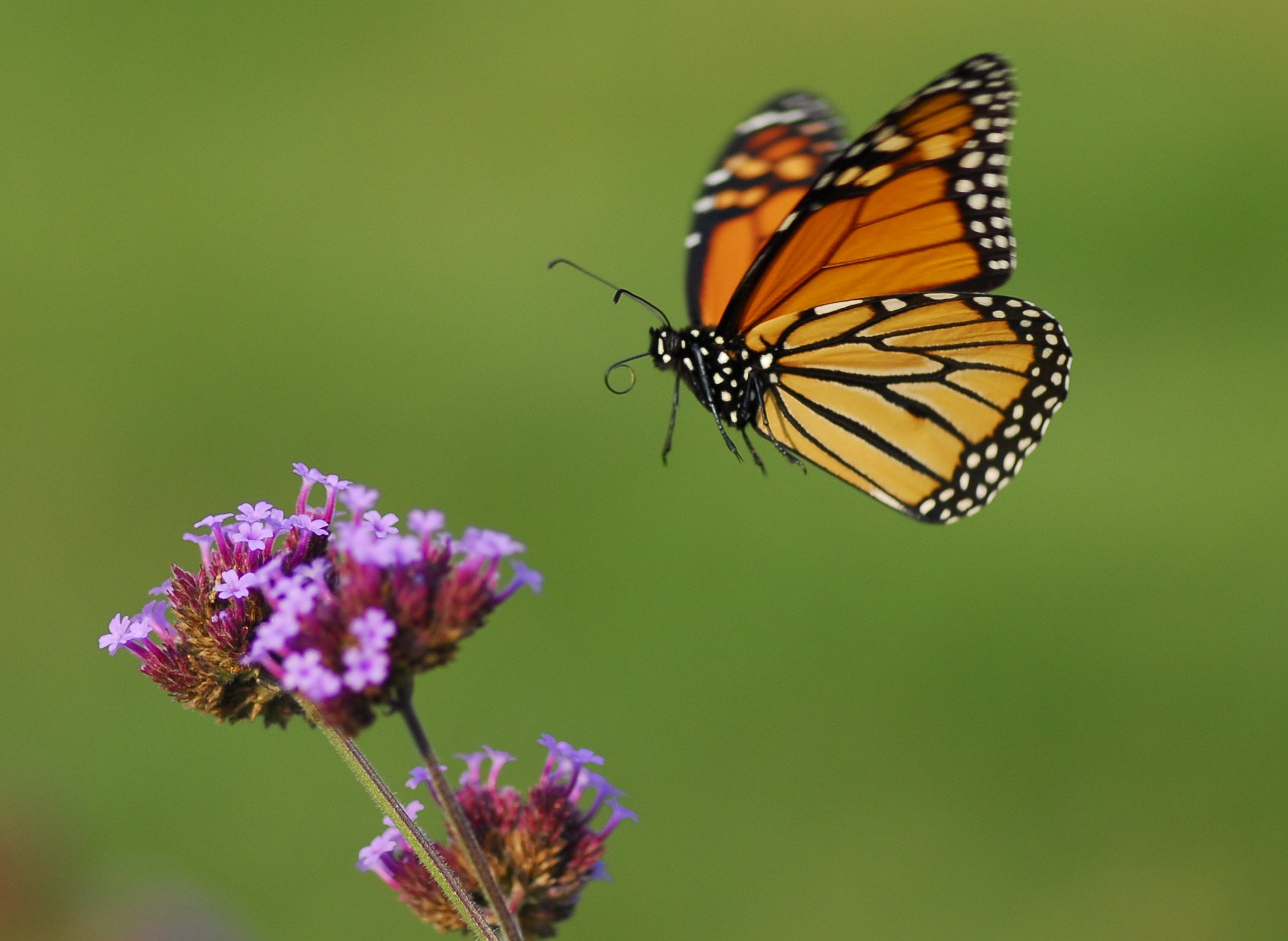 insect, nature, IN FLIGHT, animal, small farm, butterfly - Insect, Butterflies, Butterfly, shot, summer, 1080P, beauty In Nature, macro shot, close-up, HD Wallpaper