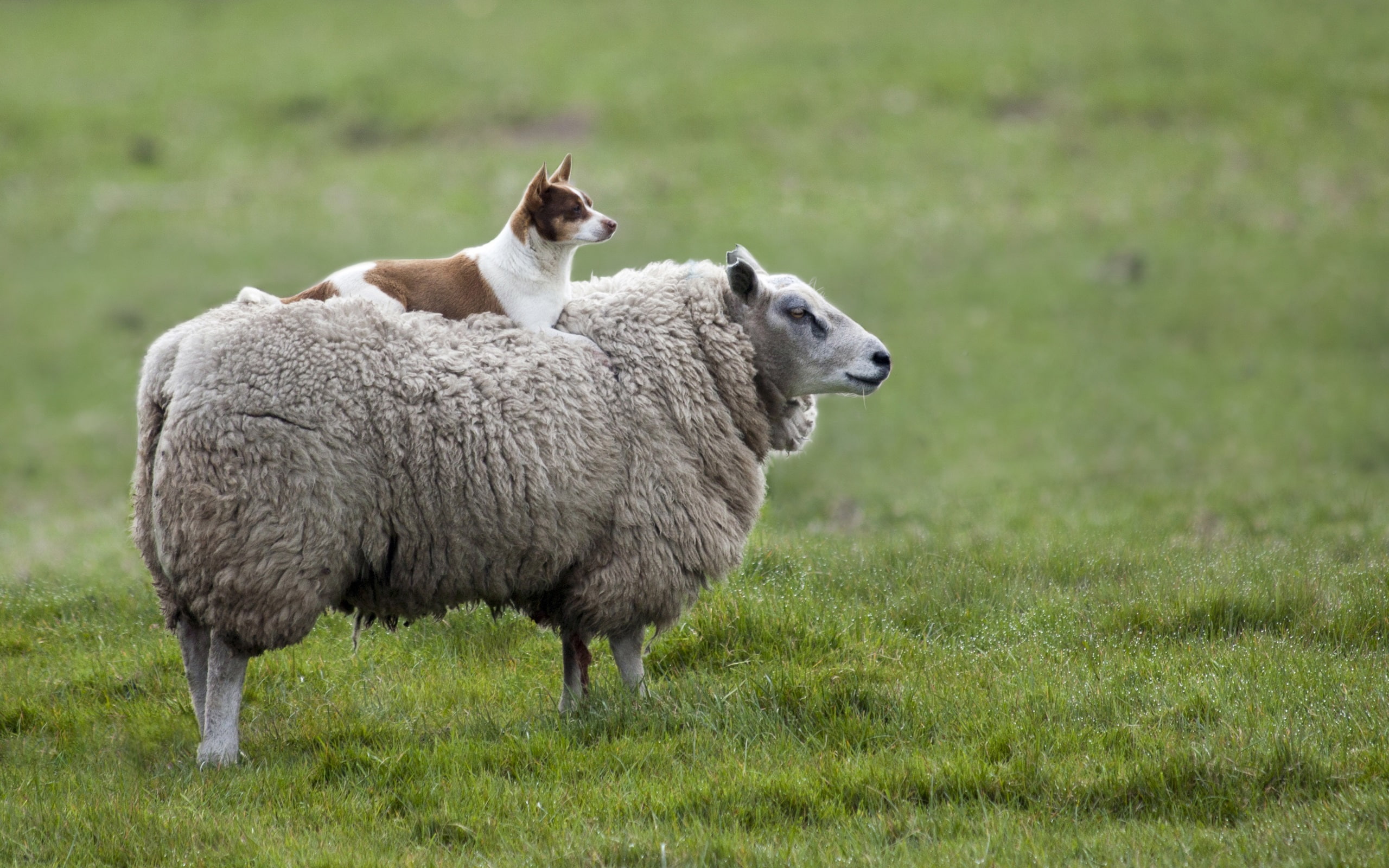 2K, Dog, Meadow, Sheep, HD Wallpaper