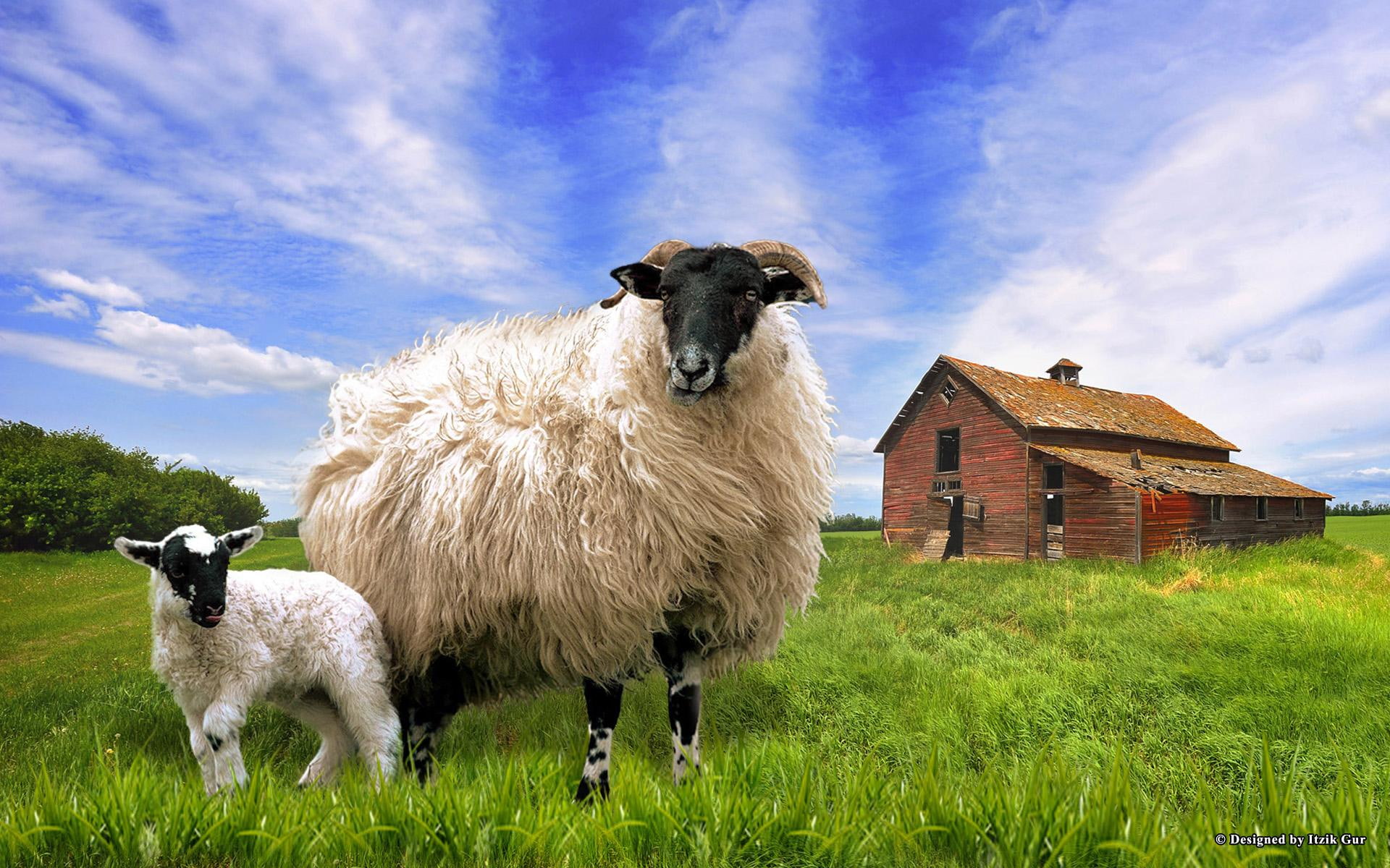 animals, green grass, meadow, blackface, house, sheep, 1080P, barn, HD Wallpaper
