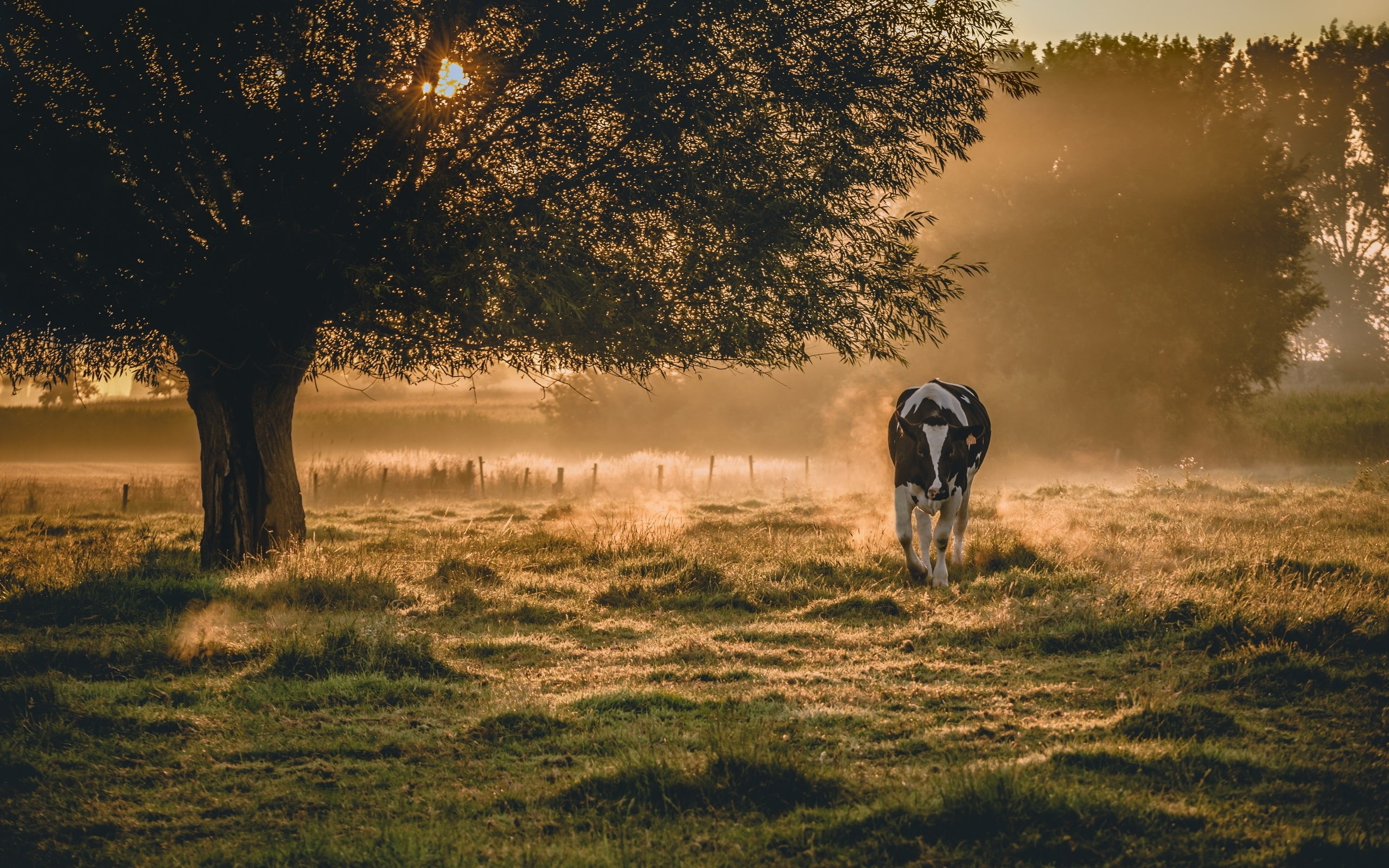 white, Cow, black, Morning, Scenery, 2K, Fog, HD Wallpaper