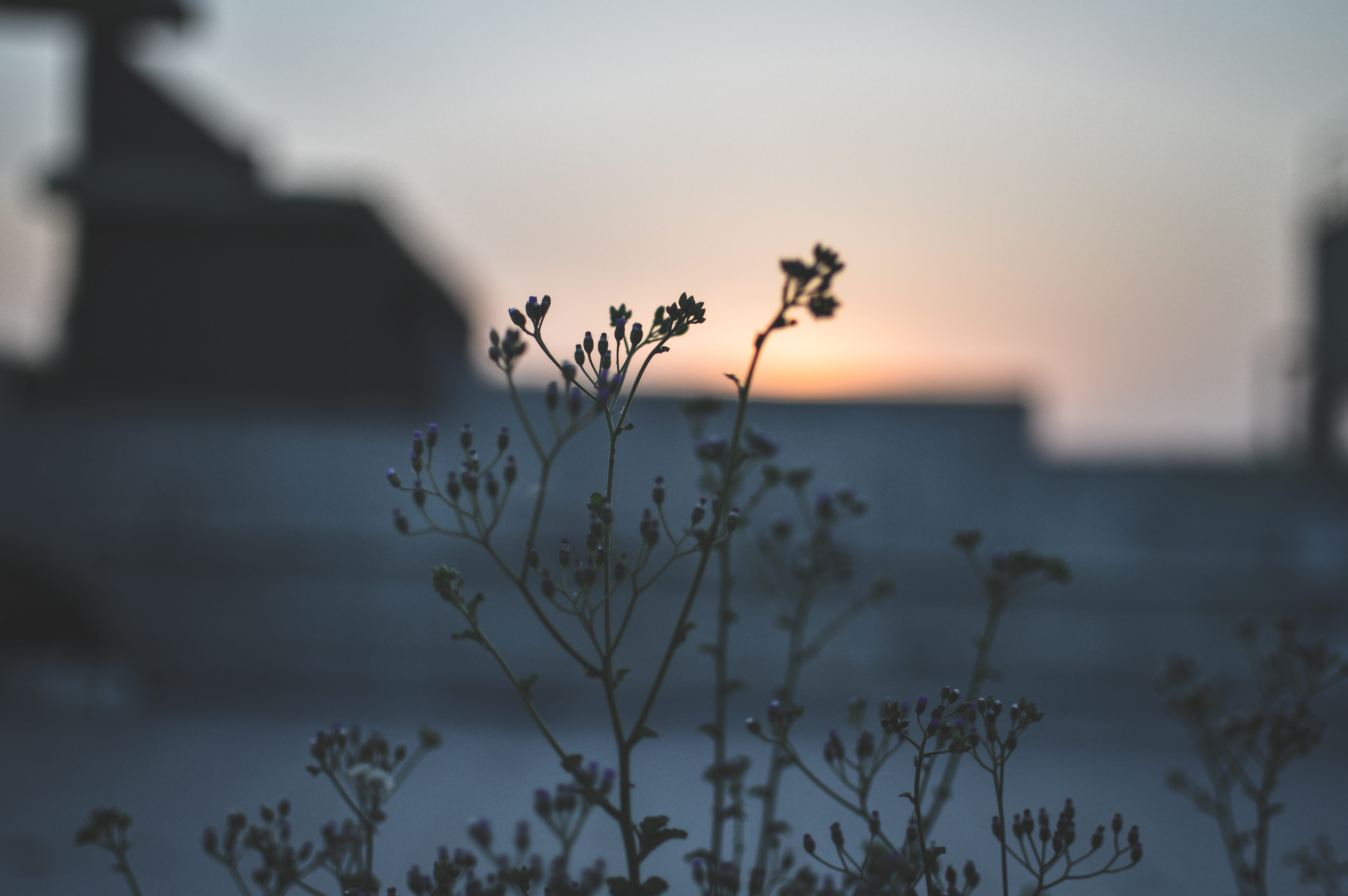 silhouette, beauty in nature, abstract photo, mother nature, backlit, animal, sunset, light, fragility, lose, focus on foreground, flowering plant, fog, HD Wallpaper