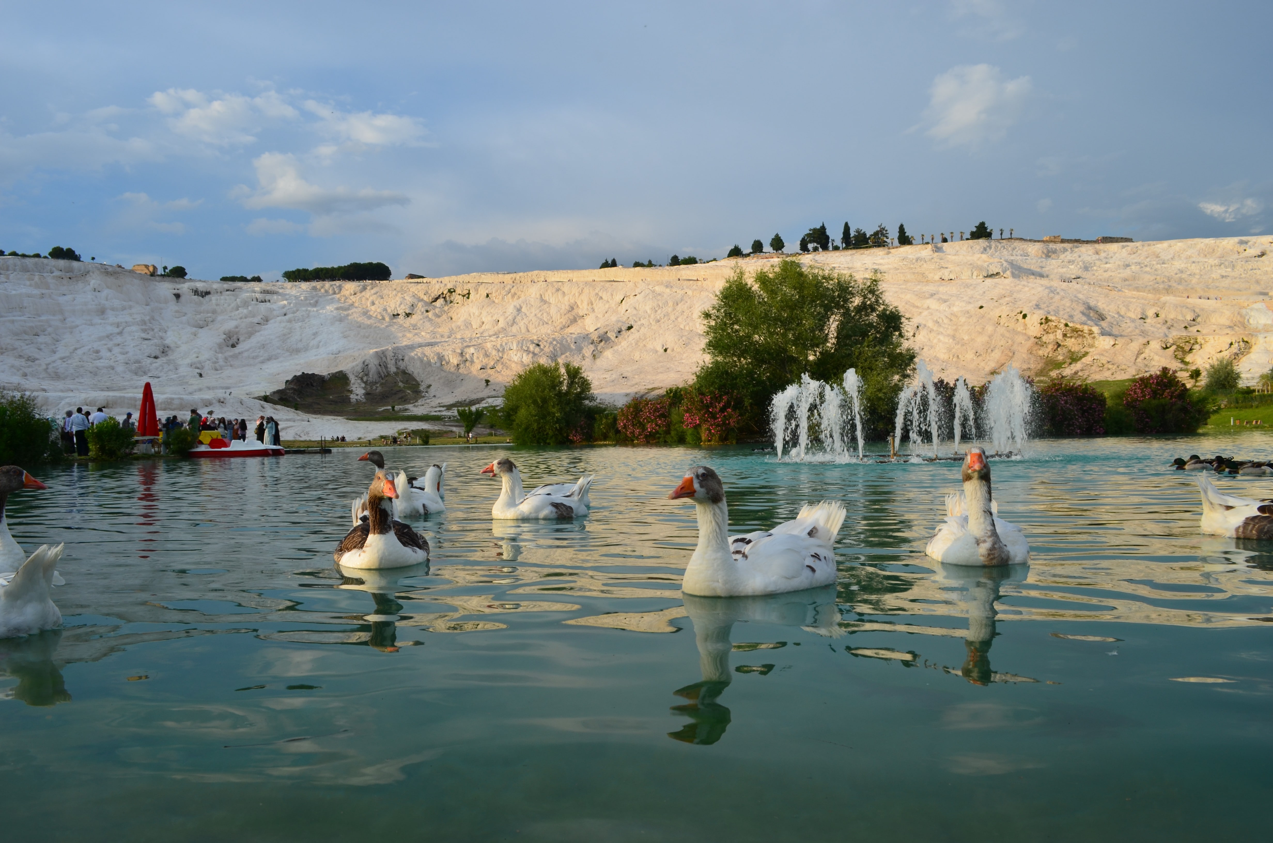 4K, scenics - nature, animals in the wild, lake, bird, waterfront, vertebrate, nature, animal themes, large group of animals, floating on water, animal, HD Wallpaper