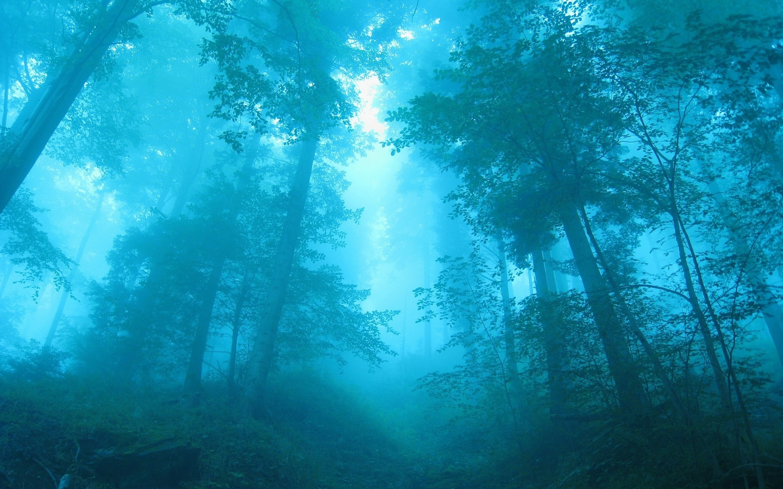 Fog, Dawn, 2K, Trees, Forest, Blue, HD Wallpaper